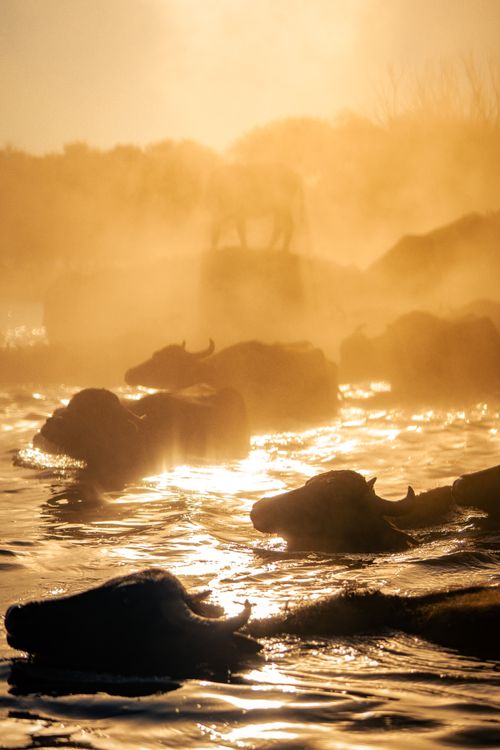 Free Silhouette of African buffalo herd crossing a river at sunset, creating a captivating natural scene. Stock Photo
