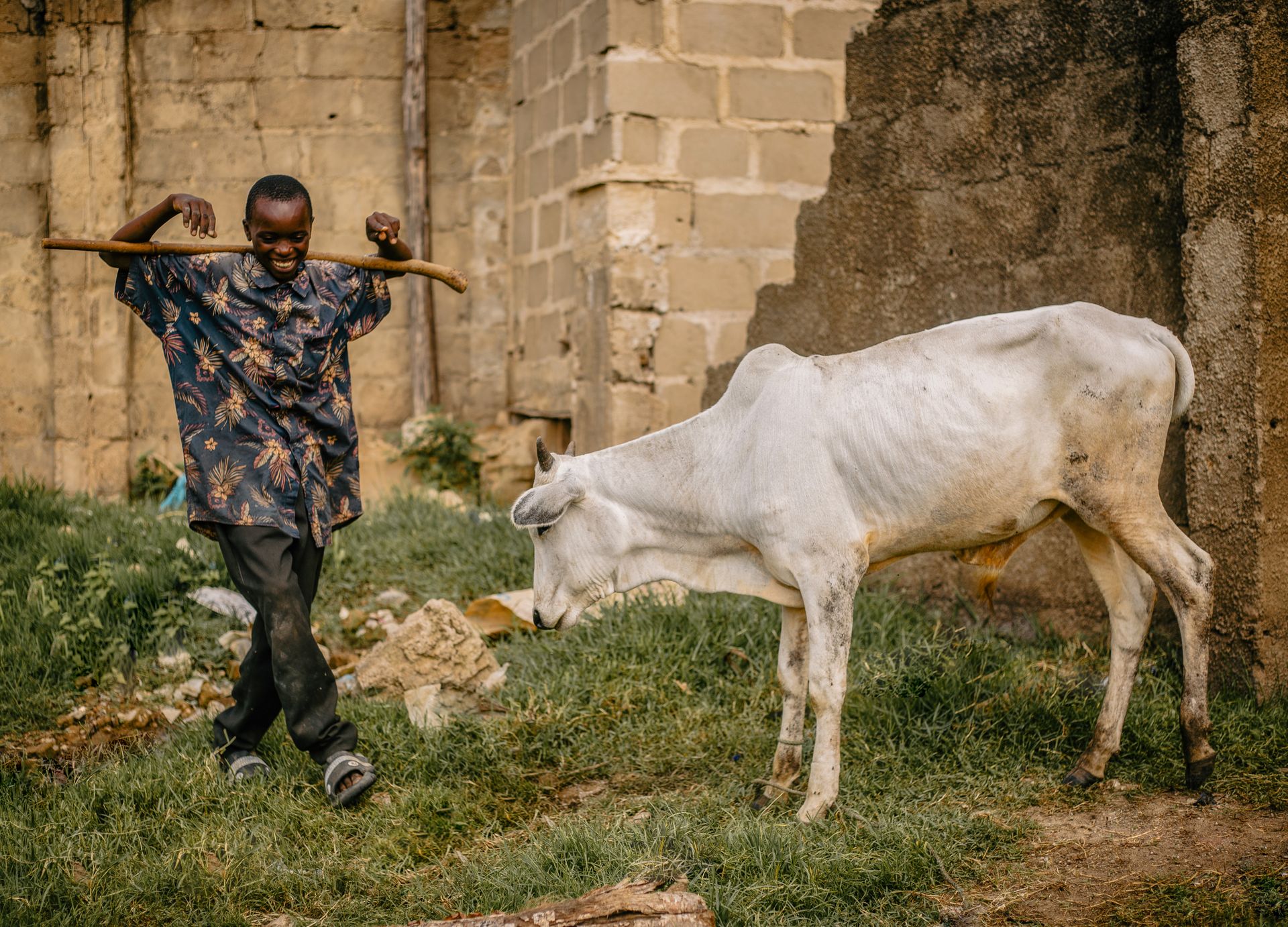 A day in the life 🌞. This Arewa Fulani boy 💁♂️ vibin' with his cow 🐮 in the grassy yard 🌾. Stick in hand, he's chillin' with his bovine buddy 🐄. Traditional vibes in this rustic scene .