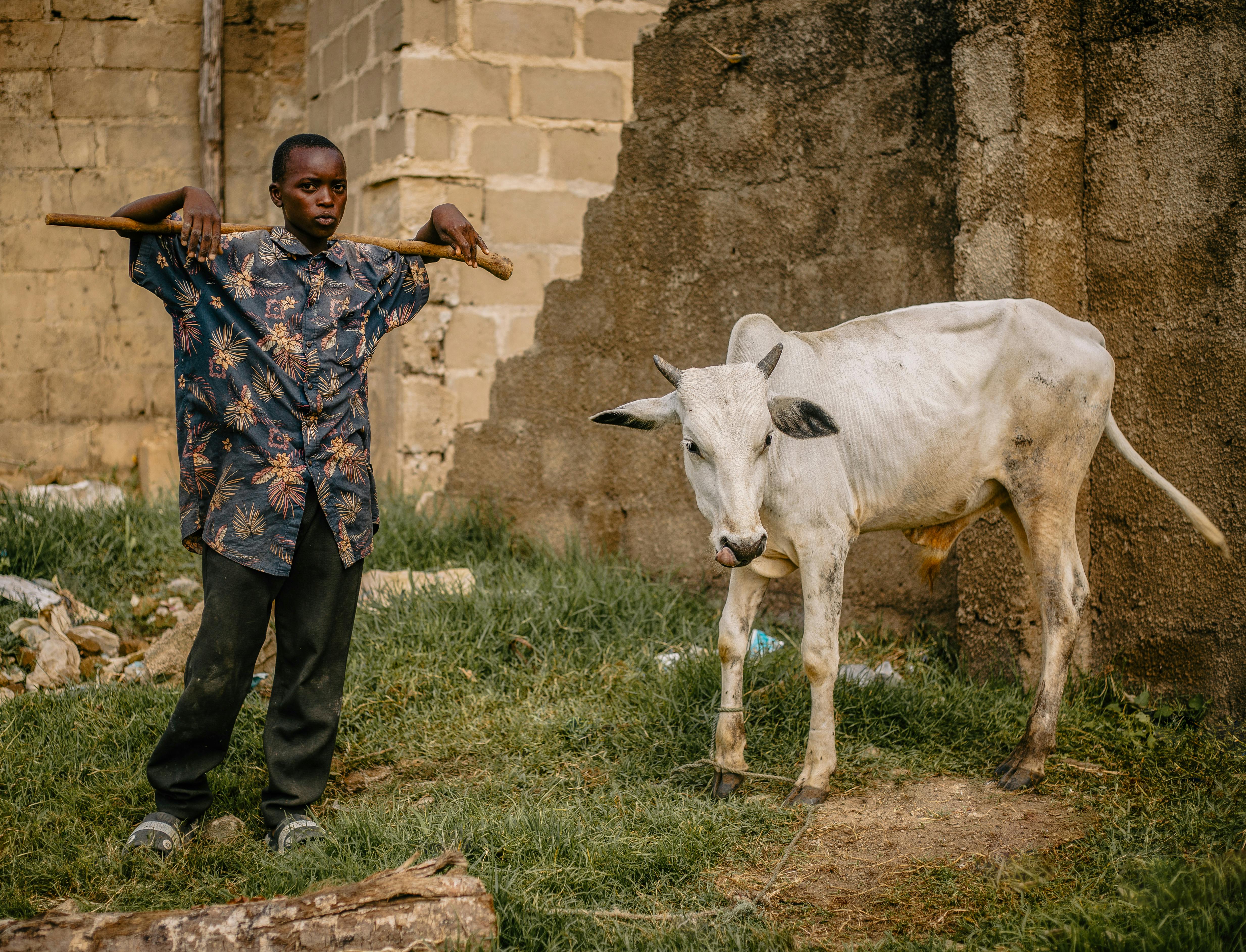 A young farmer stands beside a cow in a rural setting, showcasing traditional agriculture.