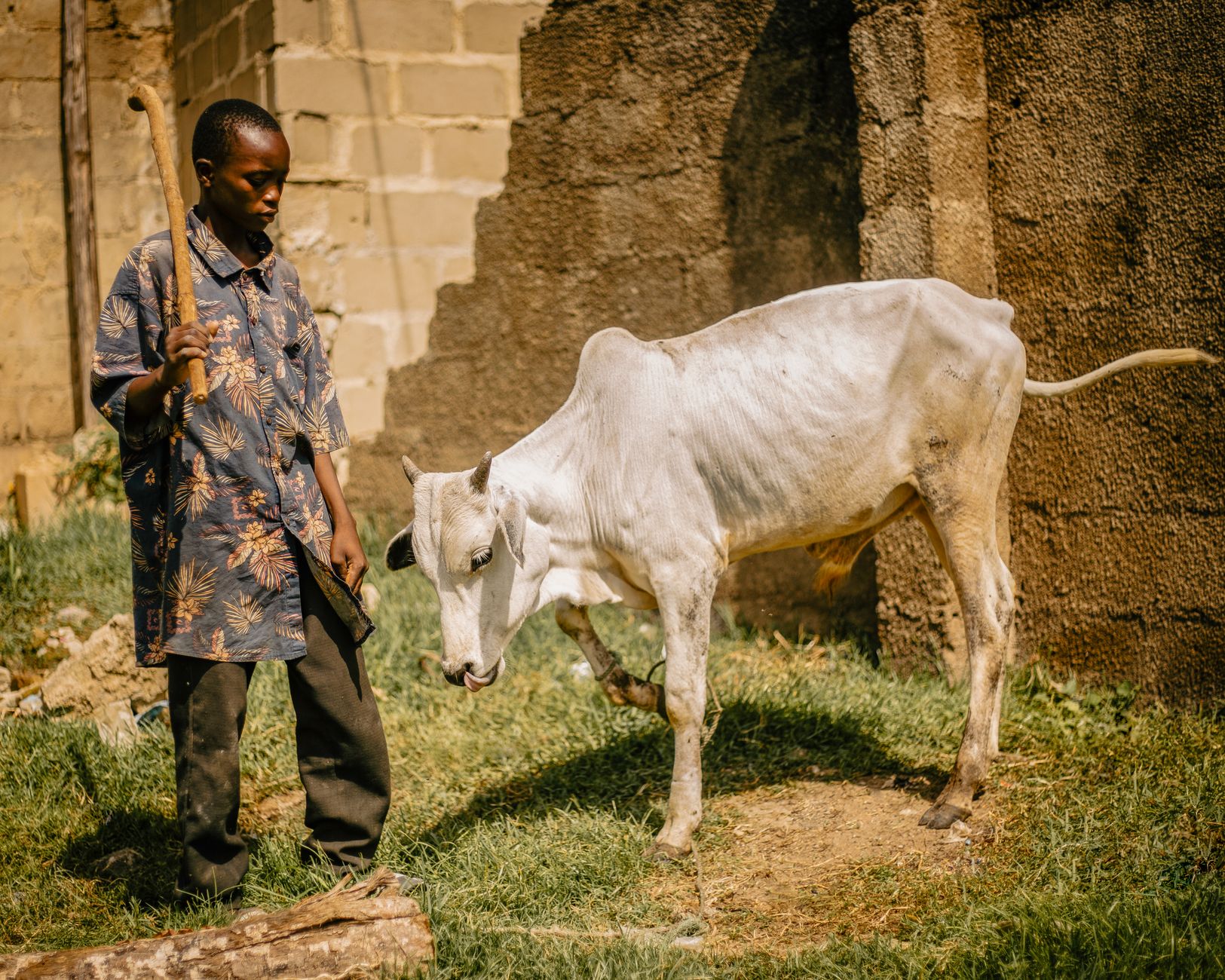 A cow undergoing diagnostic blood testing at a veterinary clinic