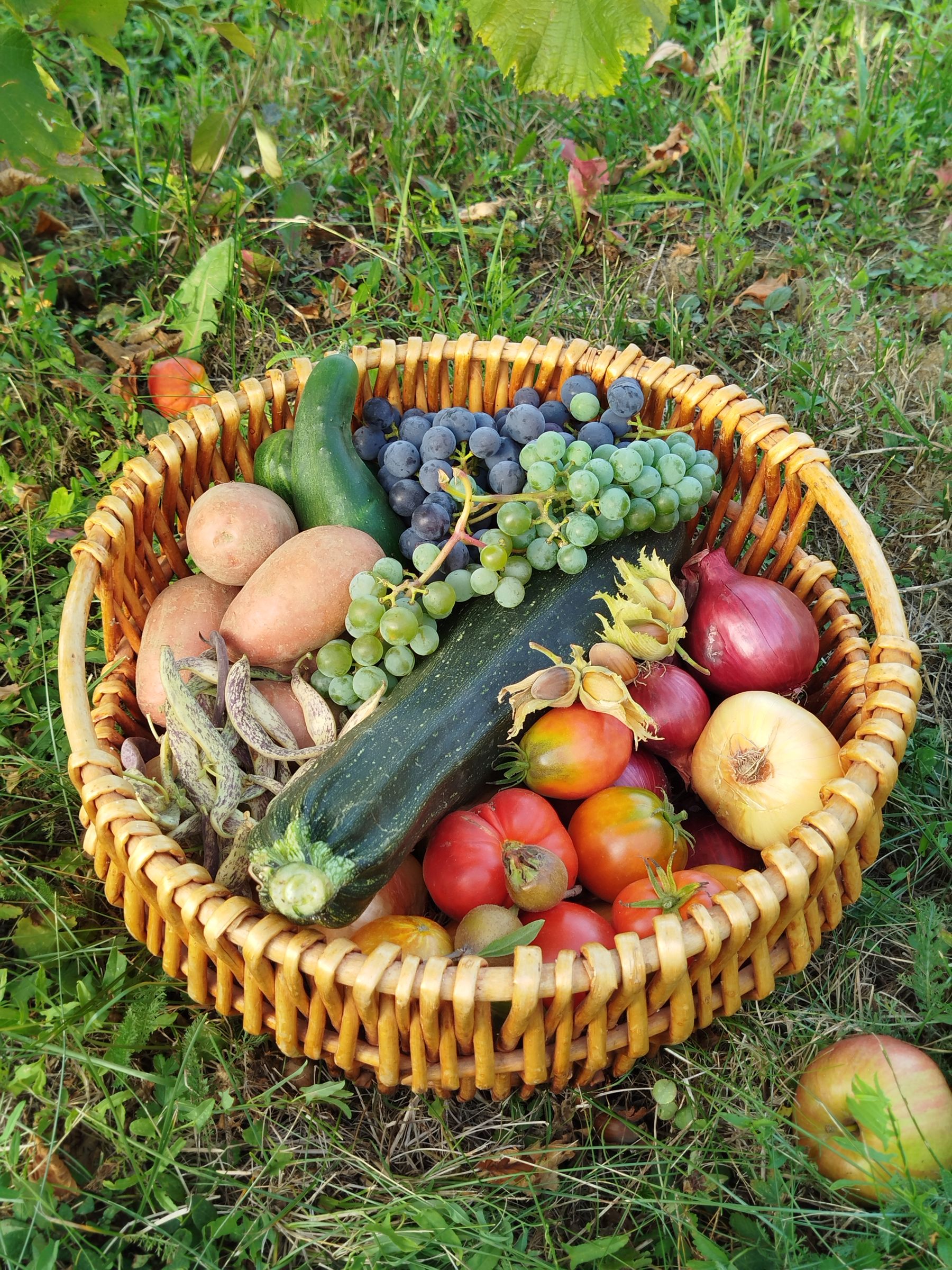 Basket of freshly harvested garden vegetables outdoors Basket of freshly harvested garden vegetables outdoors