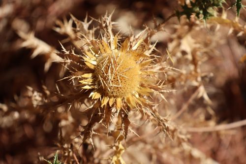 Free Dried cardoon thistle with spiky bracts under the warm Andalucían sun. Stock Photo