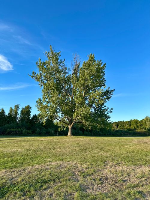 Free Tall tree in a grassy field under a clear blue sky, evoking calm and nature's beauty. Stock Photo