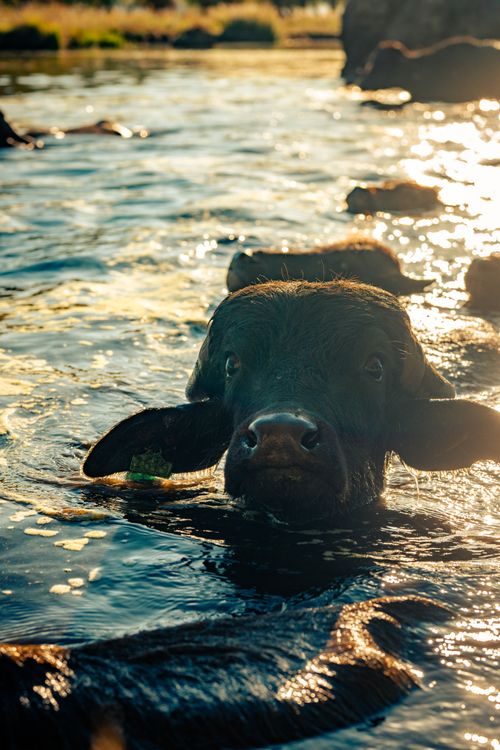 Free A water buffalo enjoys a refreshing swim in a sunlit river, highlighting nature's serenity. Stock Photo