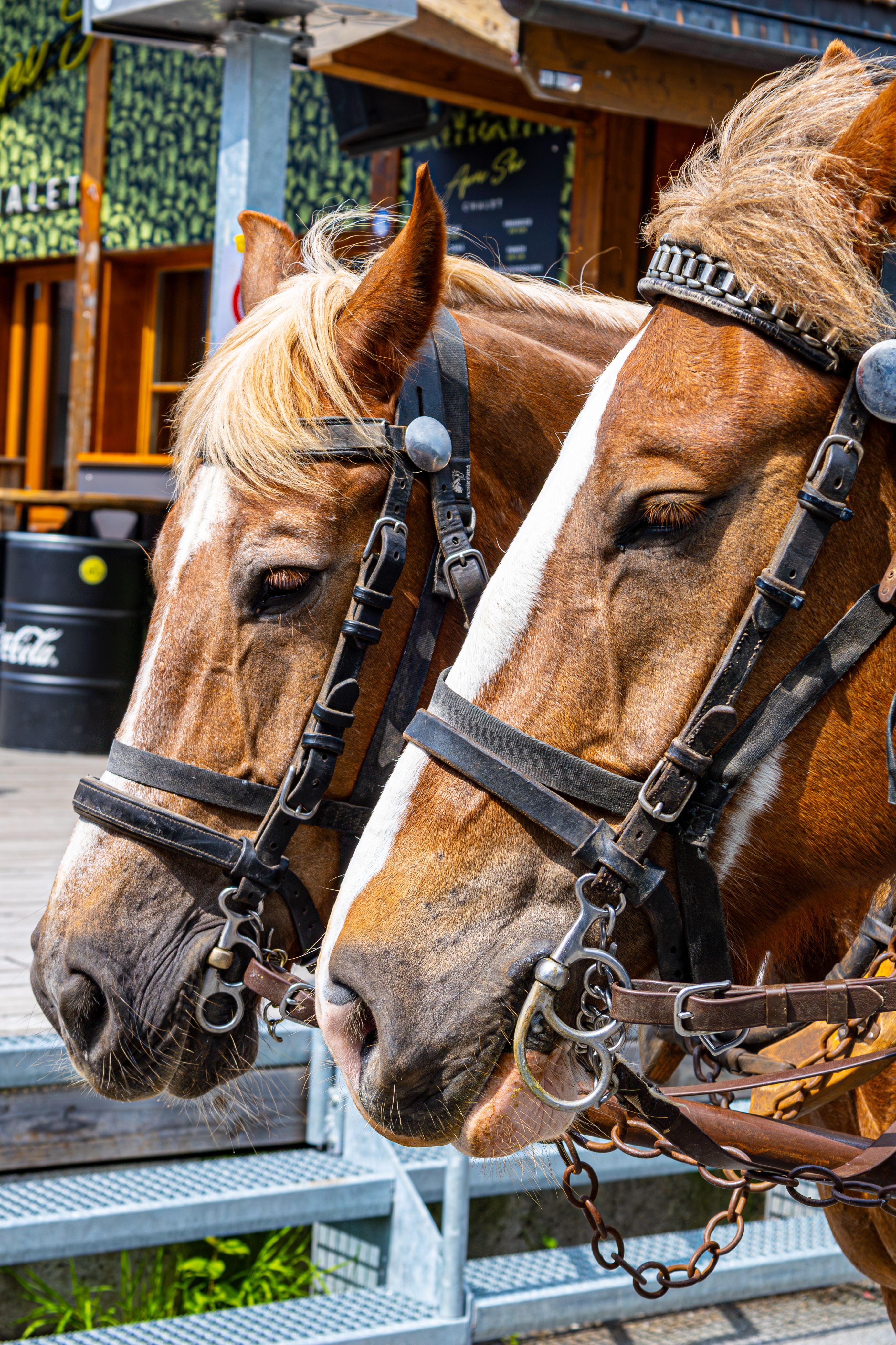 Detailed close-up of two draft horses in harness, showcasing their majestic features and traditional tack.