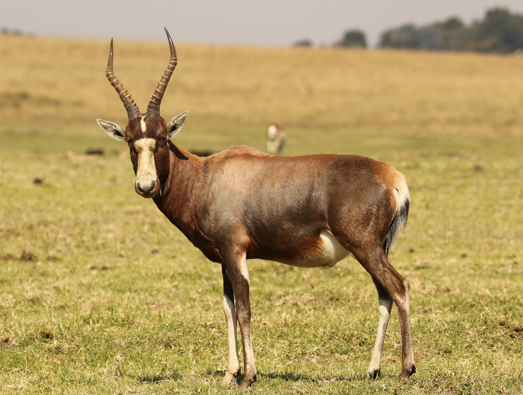 Conservation Units: 25 years of protection and new challenges