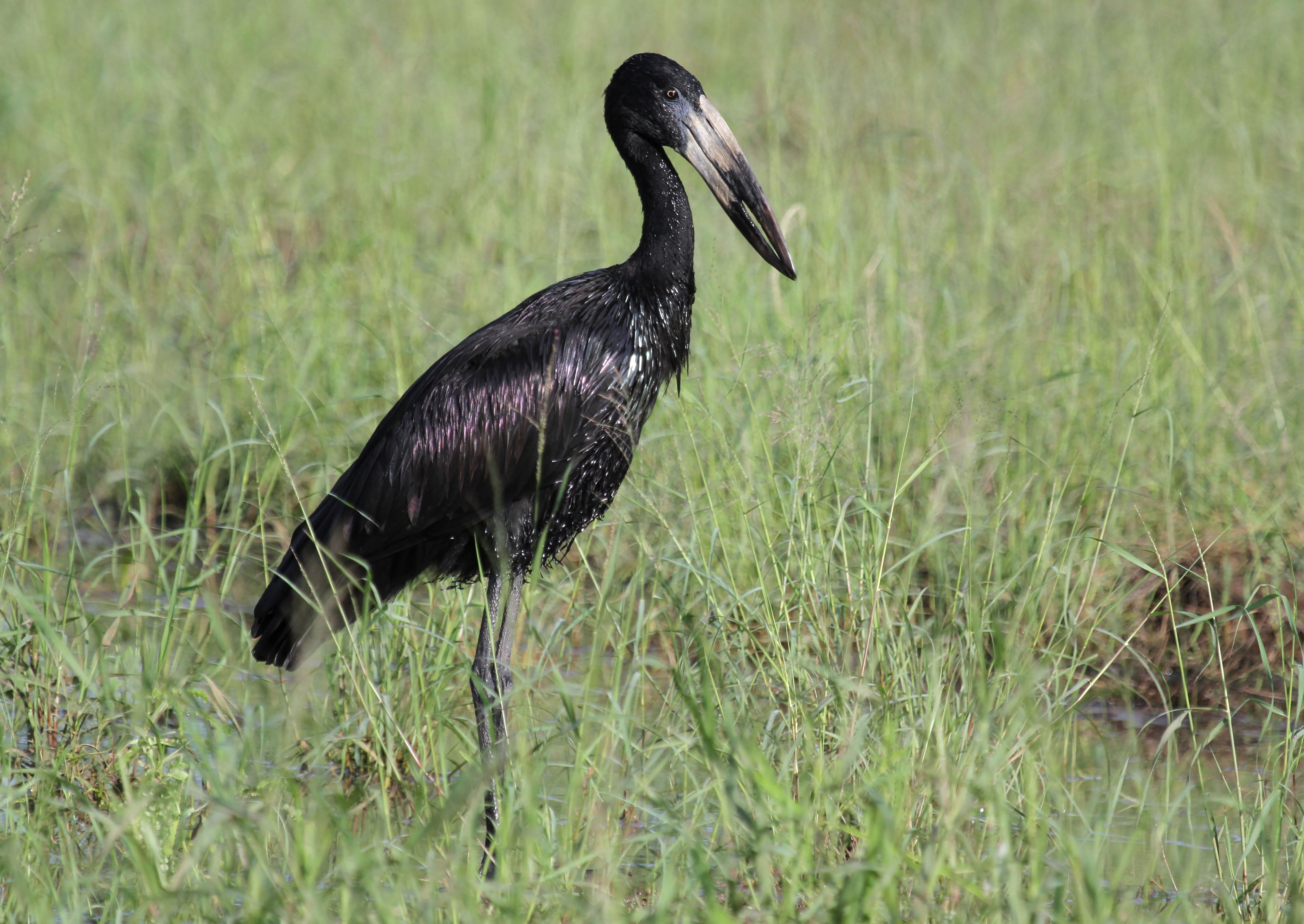 Bangweulu