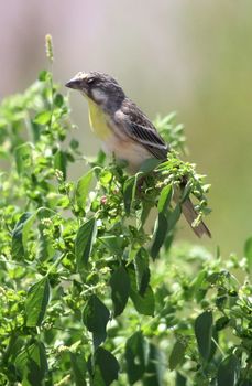 A lemon-breasted canary (Crithagra citrinipectus) perched amidst vibrant greenery in daylight.