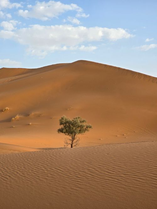 Free A lone tree stands amidst rolling sand dunes under a bright sky. Stock Photo