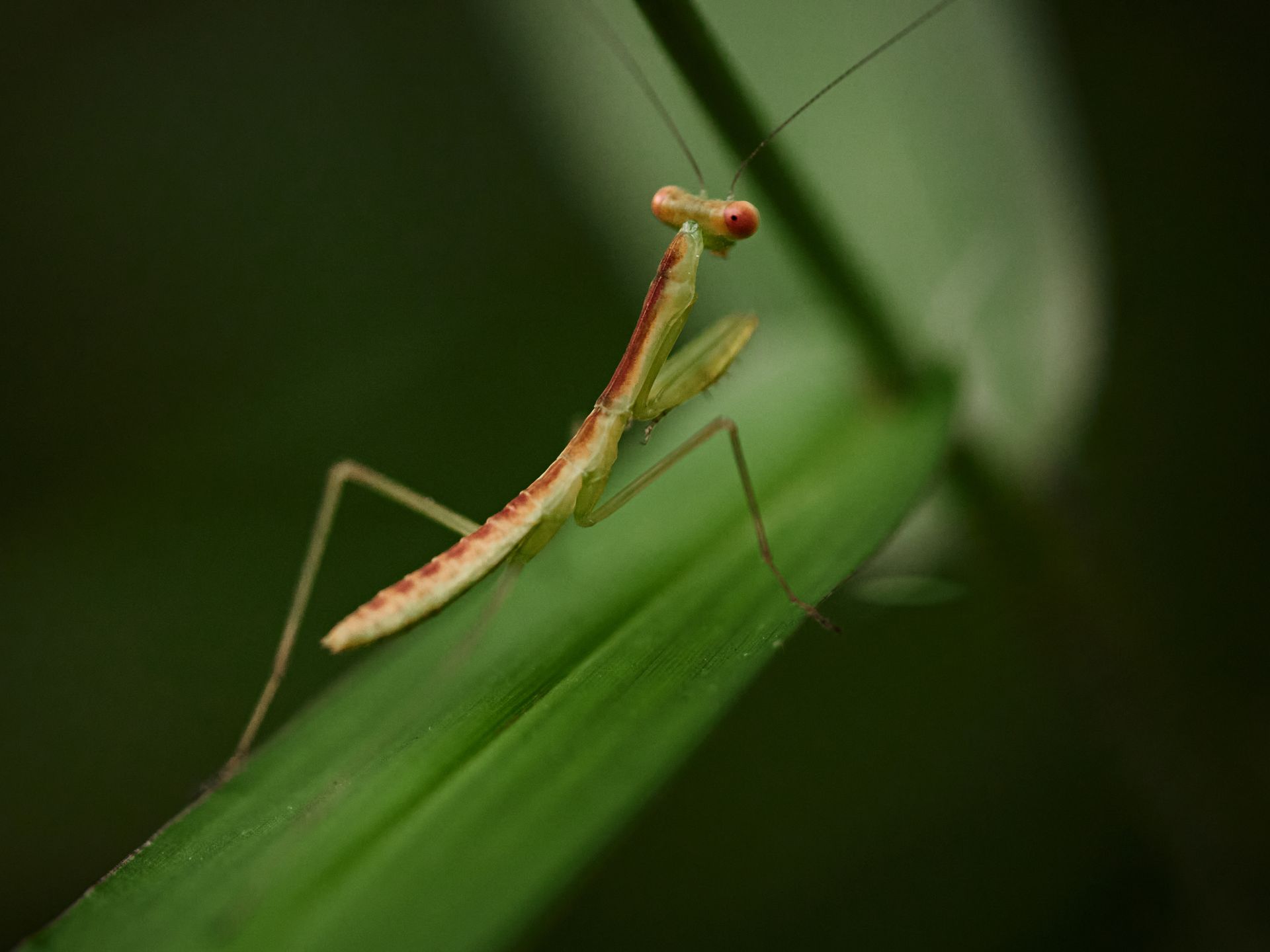 Macro shot of a praying mantis perched on a green leaf in nature.
