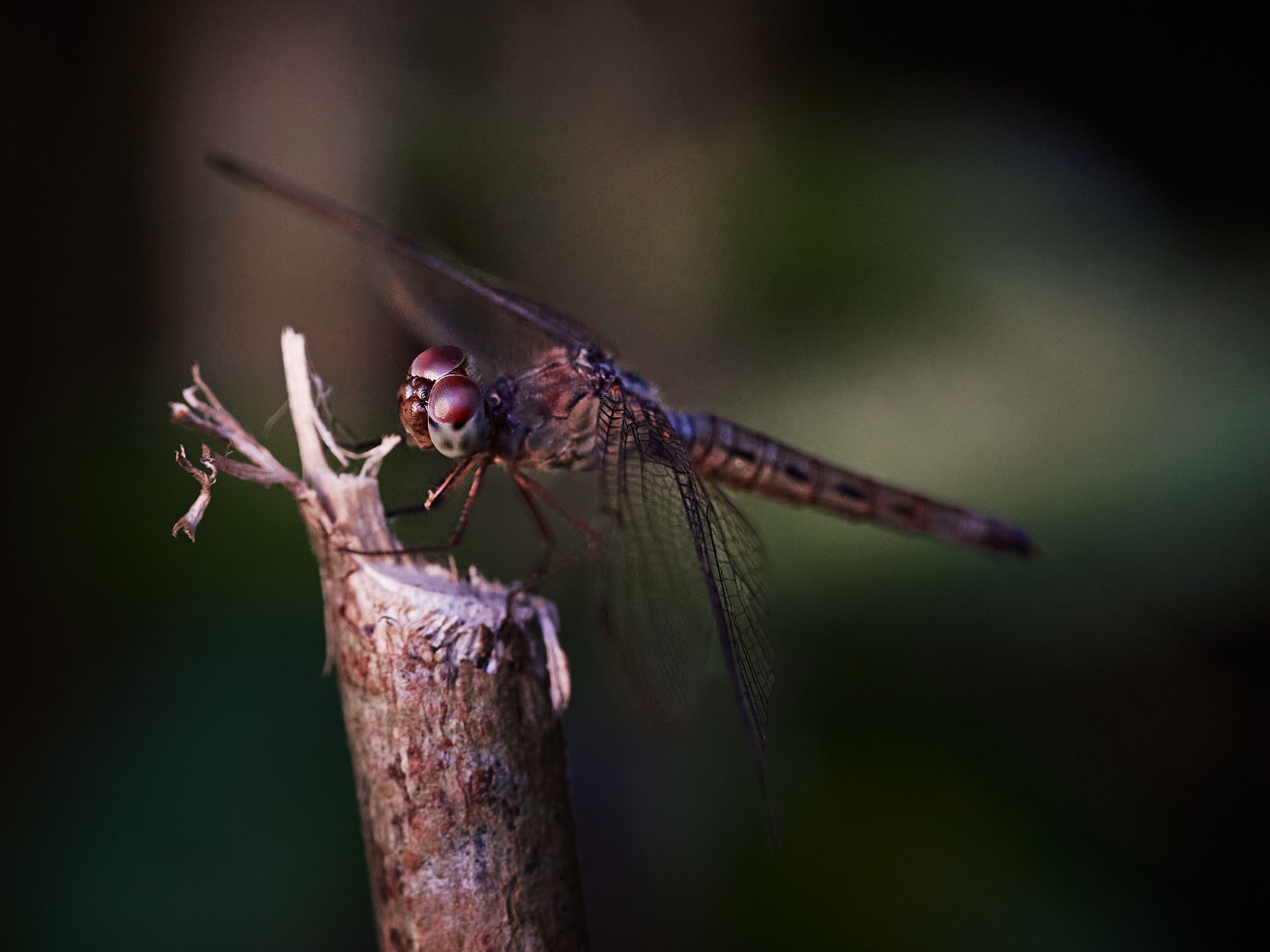Close-up of a Dragonfly on a Twig · Free Stock Photo