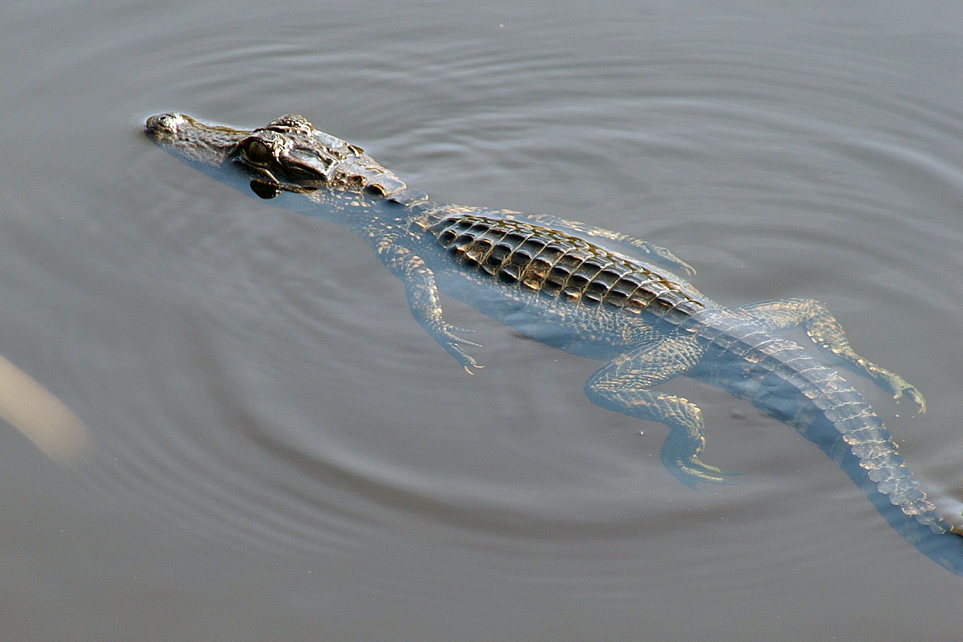 A baby alligator is floating at the Black Point Wildlife Refuge in Florida.