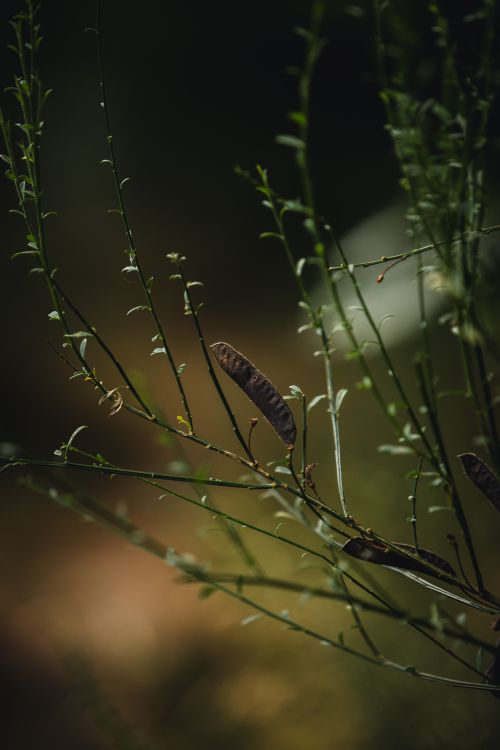Free Elegant capture of a green plant with seed pods against a dark, blurred background in Herford, Germany. Stock Photo