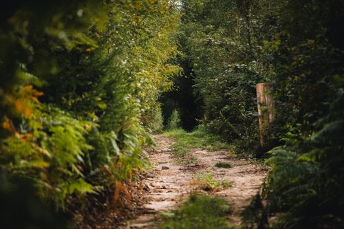 Free A serene forest path in Herford, Germany, surrounded by lush greenery. Stock Photo