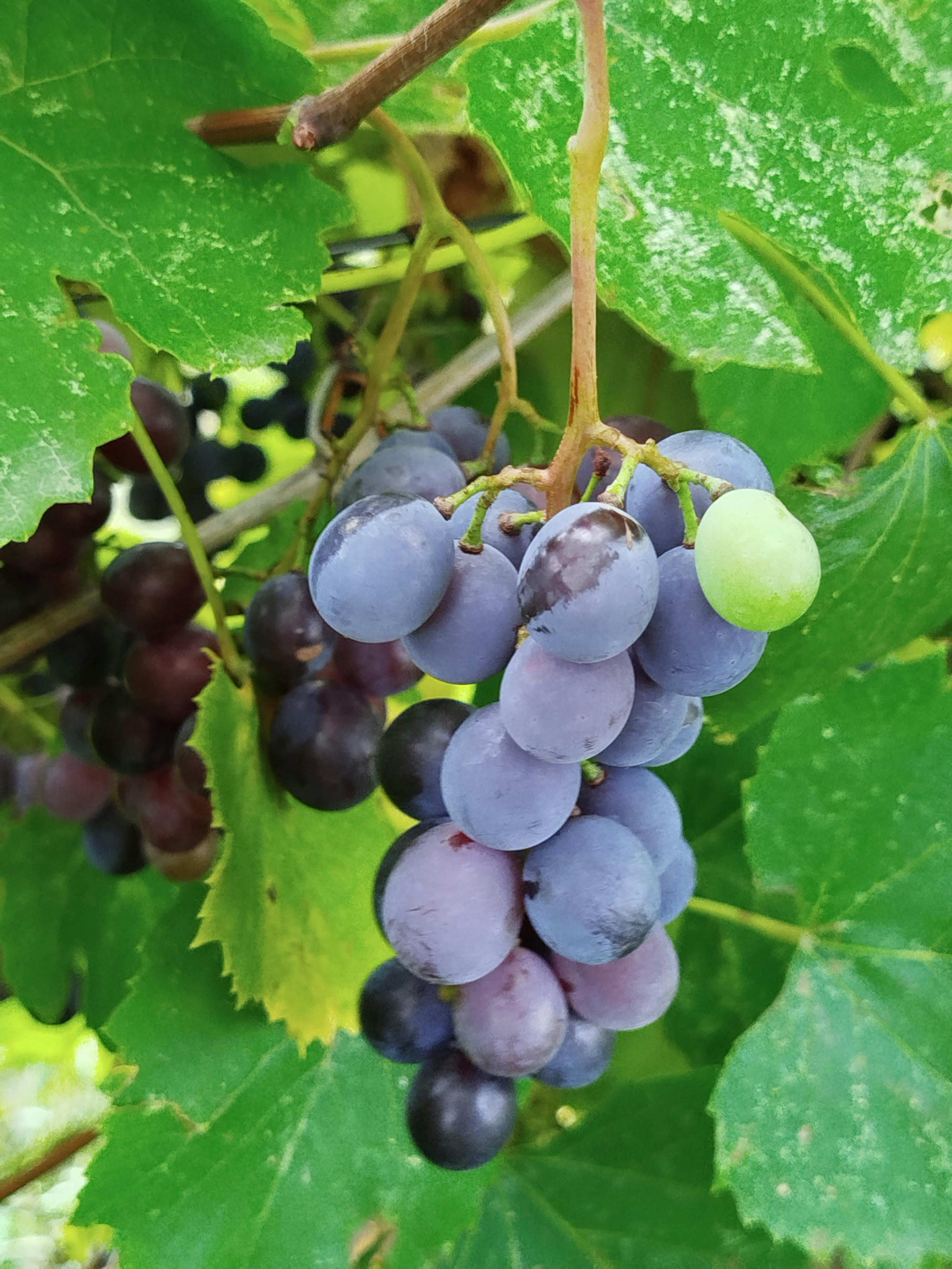 免費 @戶外, 一串, 下田 的 免費圖庫相片 圖庫相片