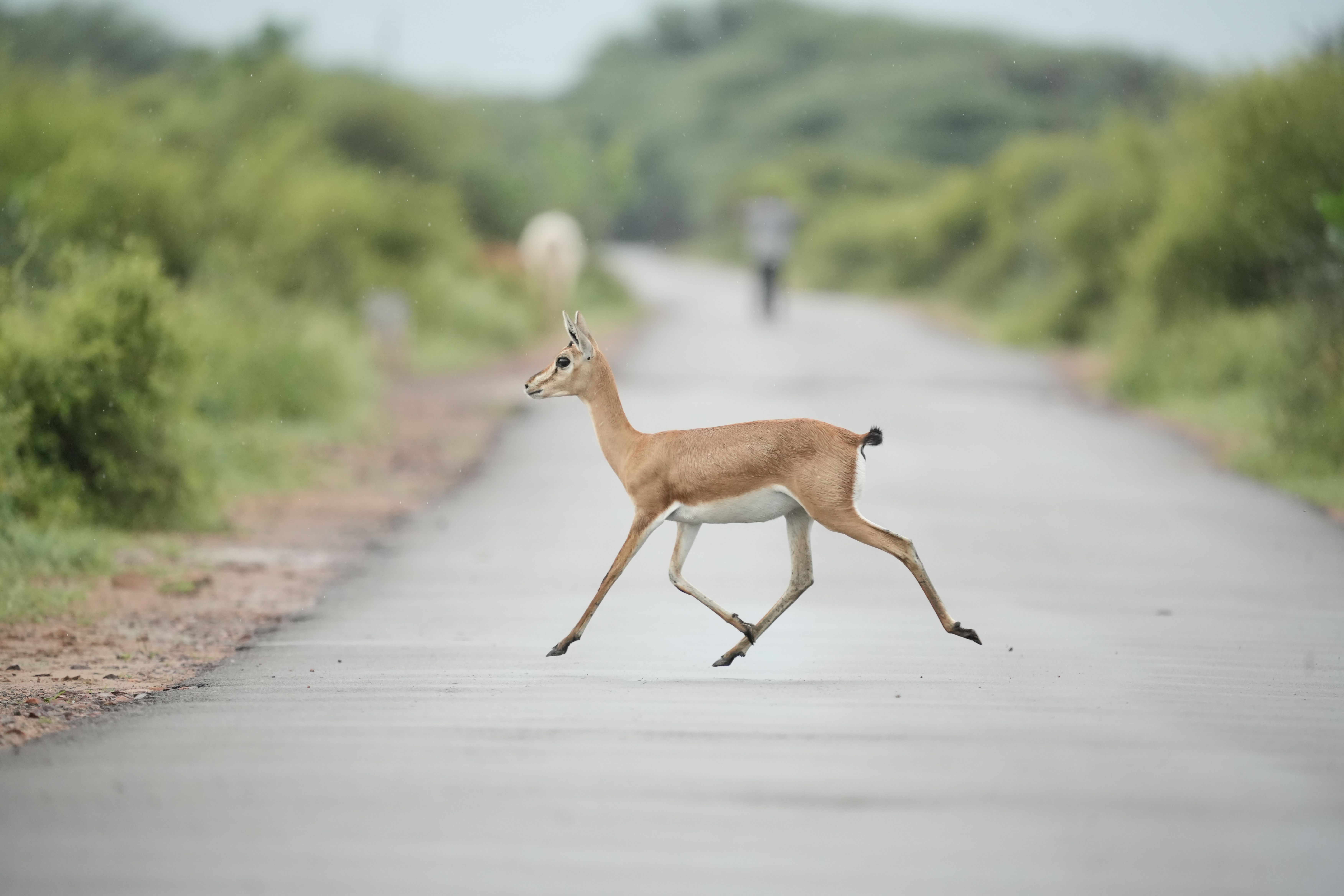 Protecting Against Unprovoked Animal Attacks Abroad in 2026