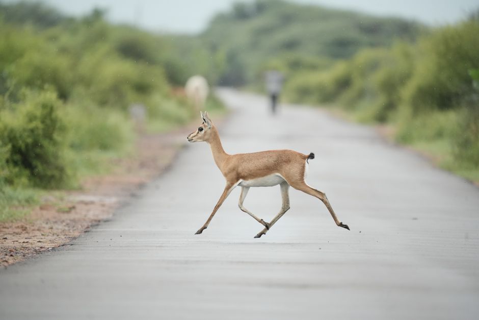 Protecting Against Unprovoked Animal Attacks Abroad in 2026