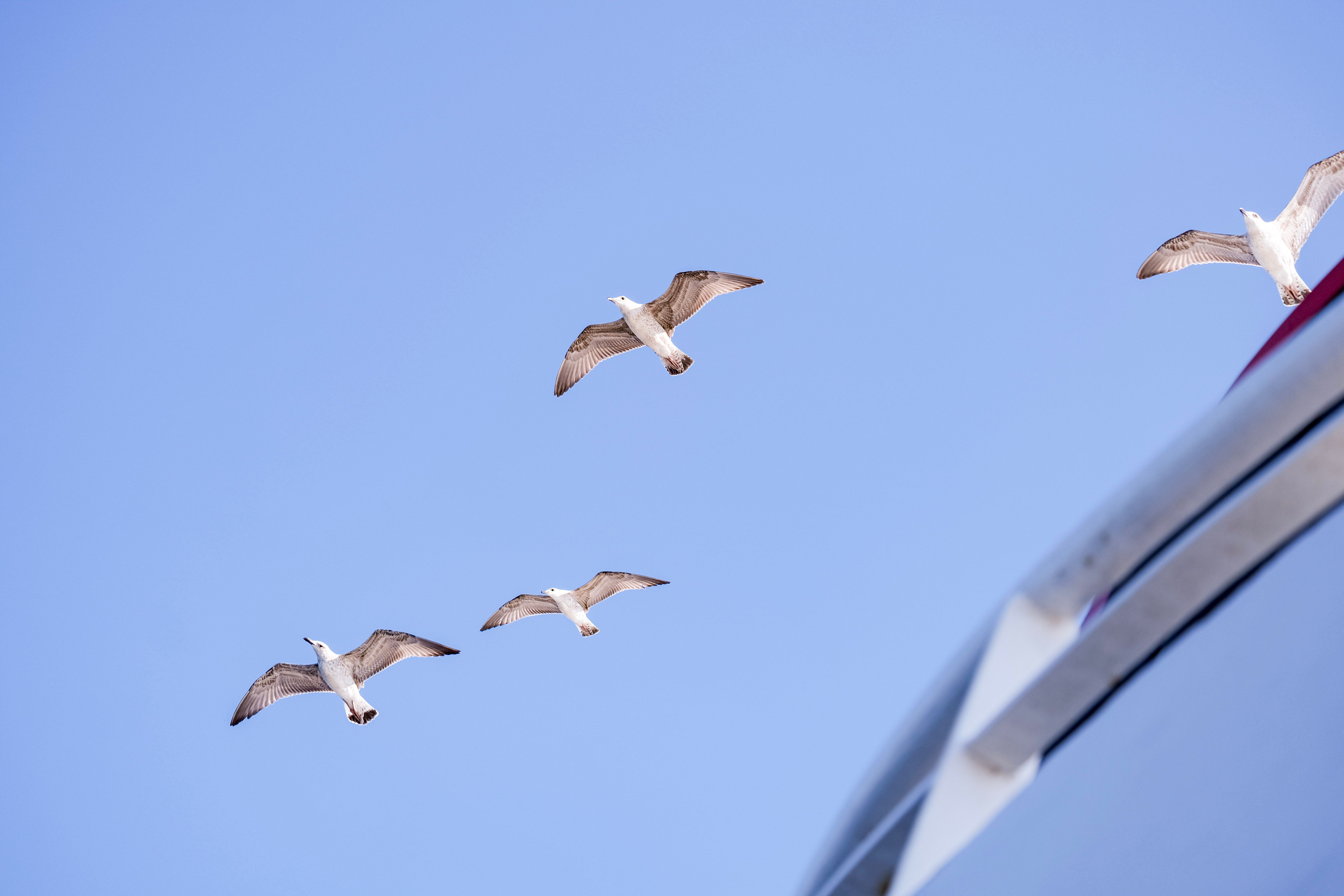 Flock launches haulage fleet insurance backed by Admiral — Photo by Murat Ak on Pexels