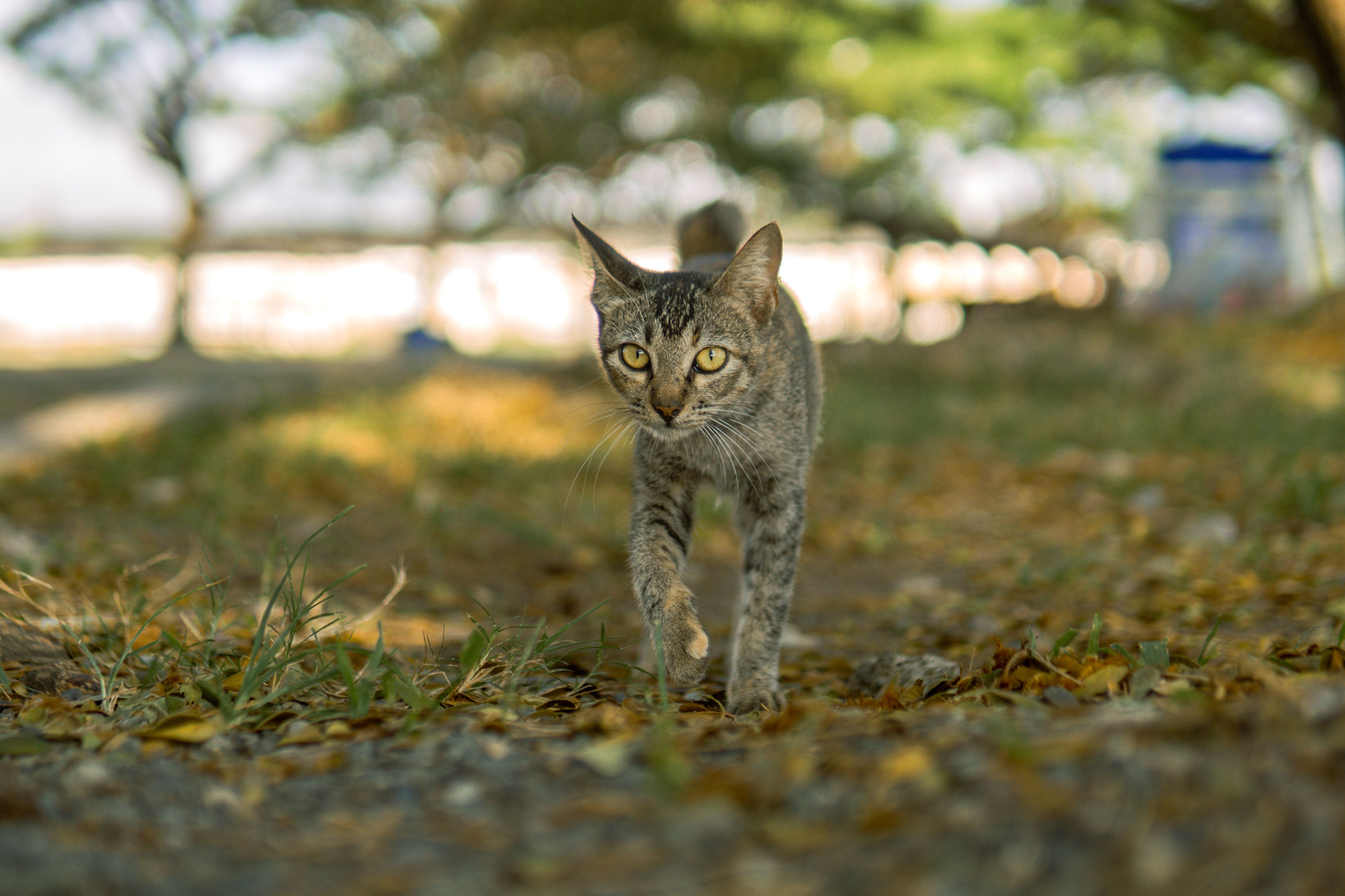 cat litter odor control clumping natural