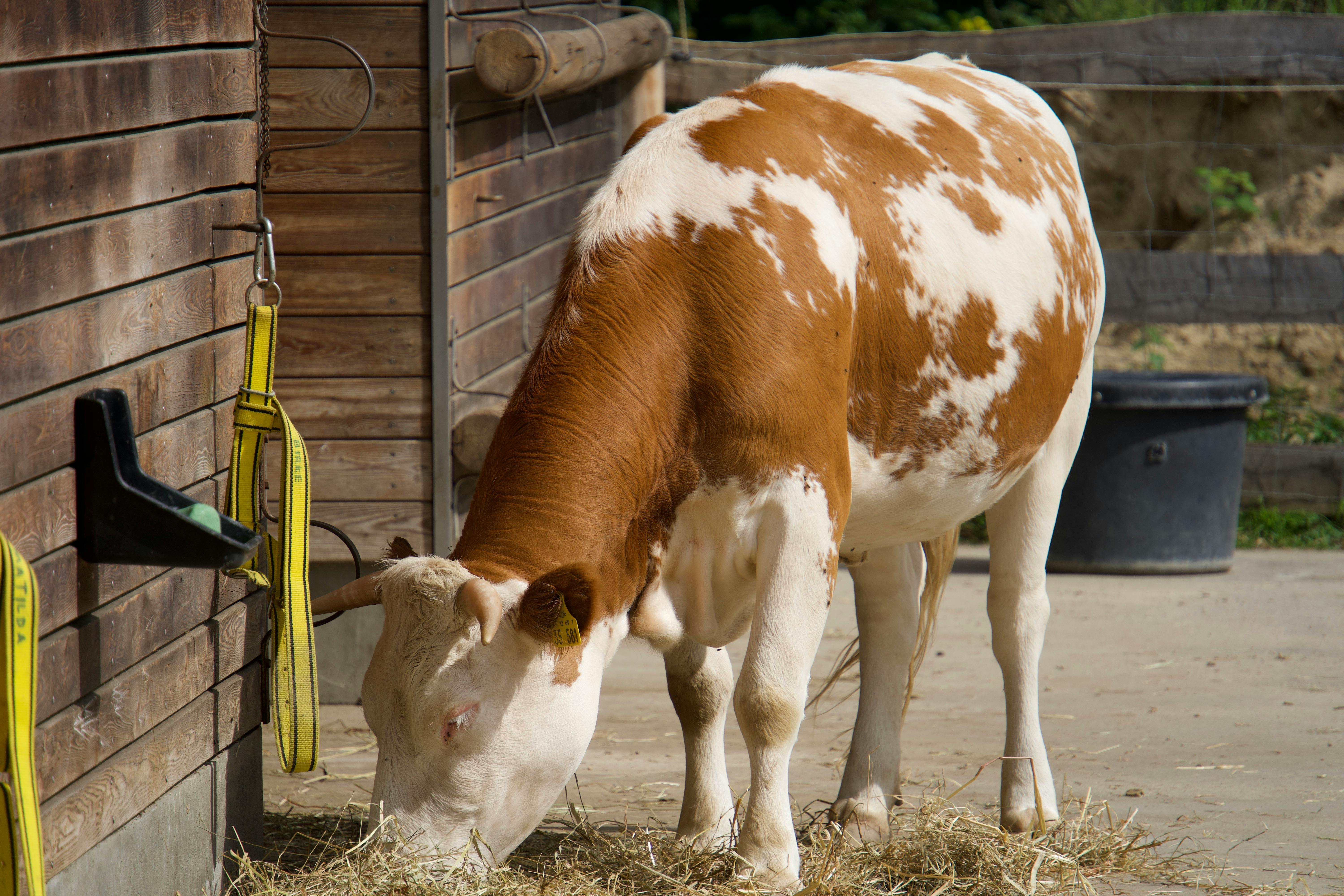 Escape the Digital: Why Farm Stays Are 2026's Hottest Eco-Travel Trend (And How to Book Yours!)
