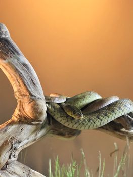 snake photo
