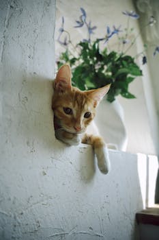 A ginger cat lounging in a peaceful indoor space with floral background.