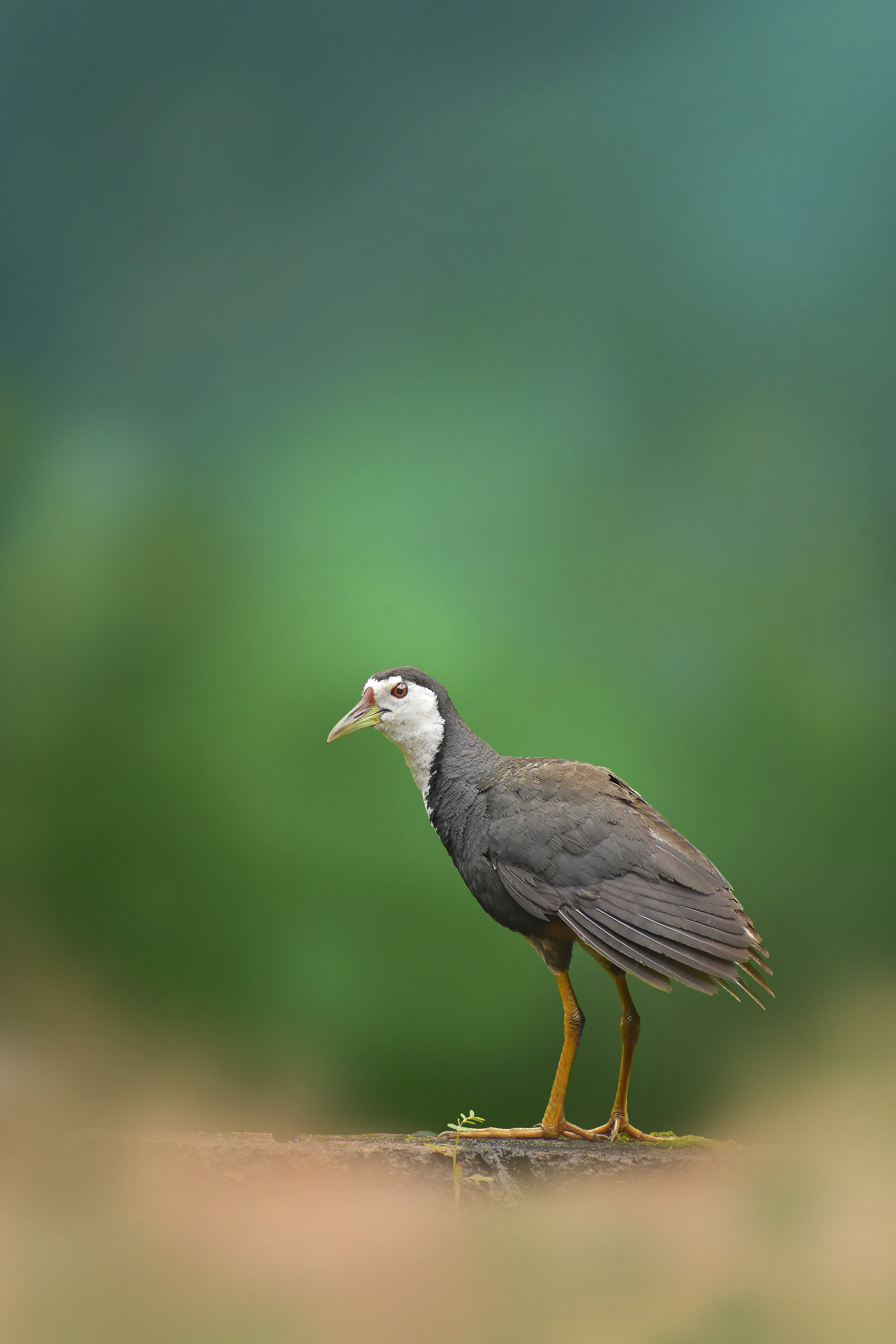 White breasted waterhen standing gracefully against a lush green backdrop in India.