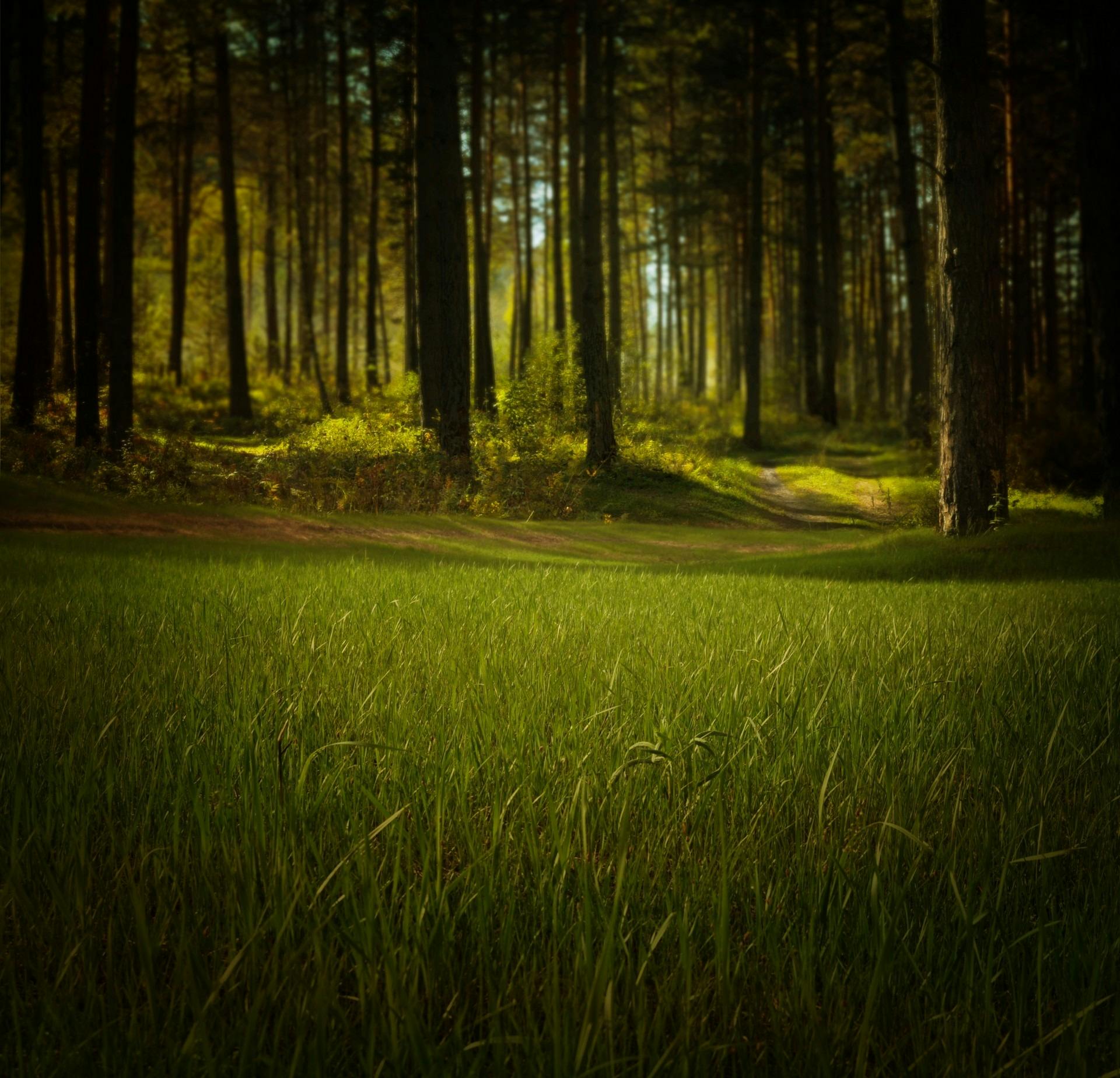 Free stock photo of field, forest, grass - 1200 x 627 jpeg 107kB