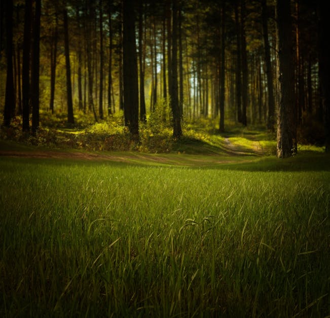 Free stock photo of field, forest, grass - 1200 x 627 jpeg 107kB