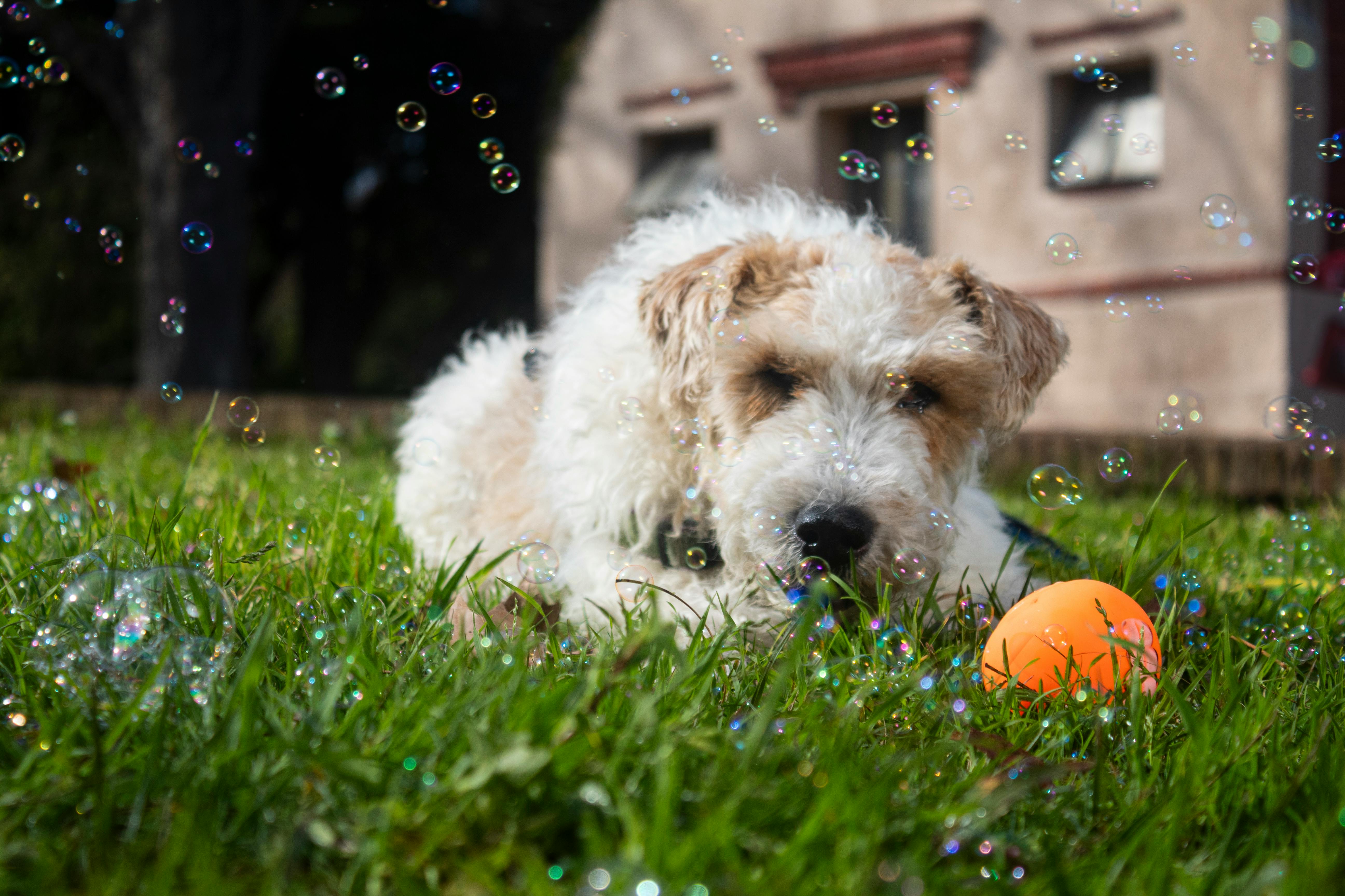 How P.L.A.Y. Pet Lifestyle and You Is Creating a Sustainable Future Through Eco-Friendly Pet Products — Photo by Florencia  P