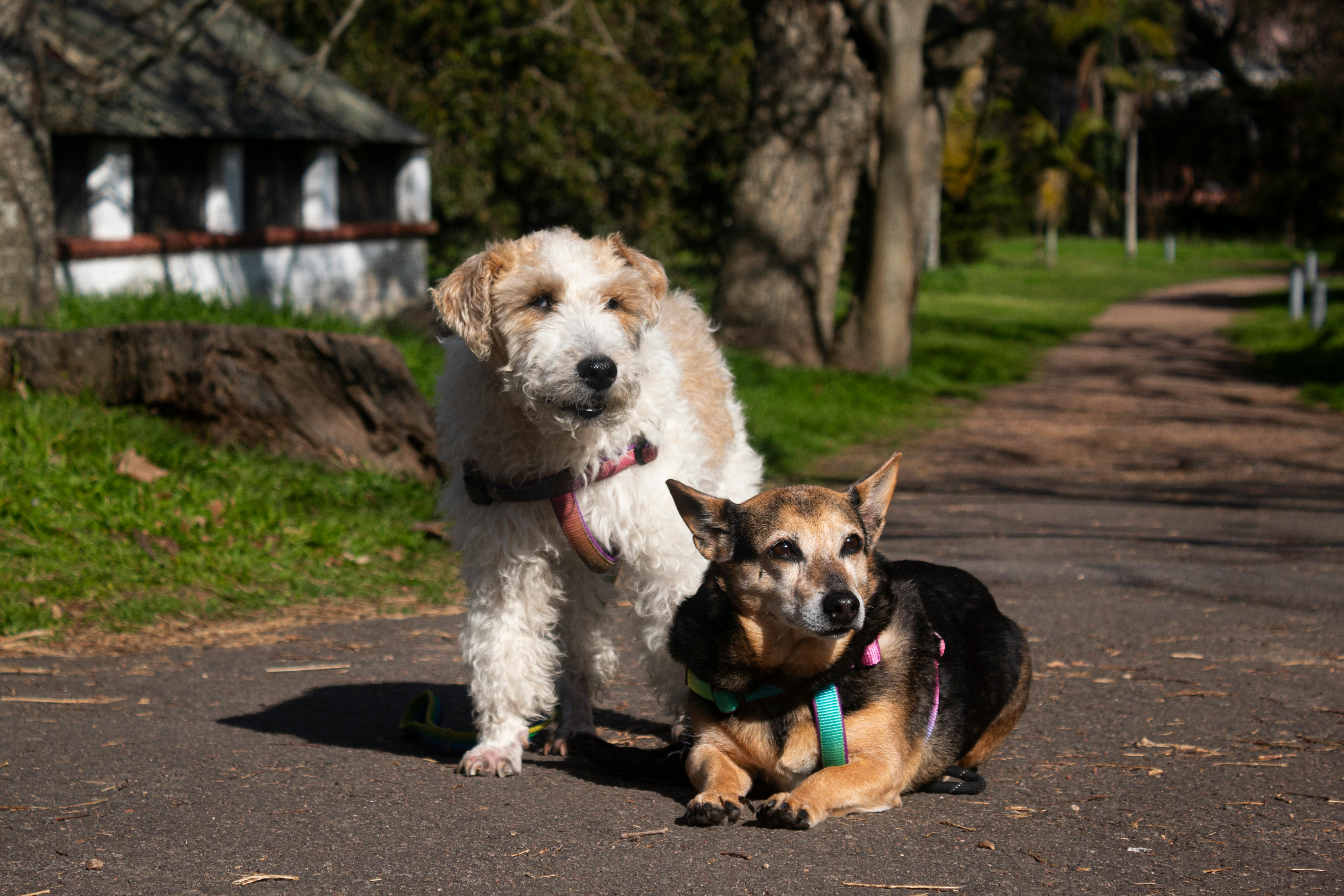 Two charming dogs resting in a sunny park in Montevideo, Uruguay.