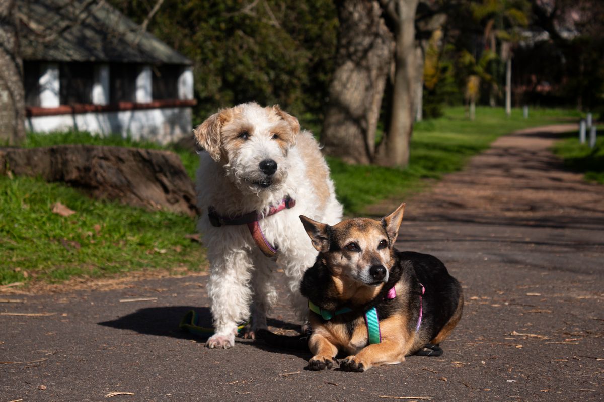 Two relaxed dogs sit in a sunny park, reflecting comfort during regular skin checks.