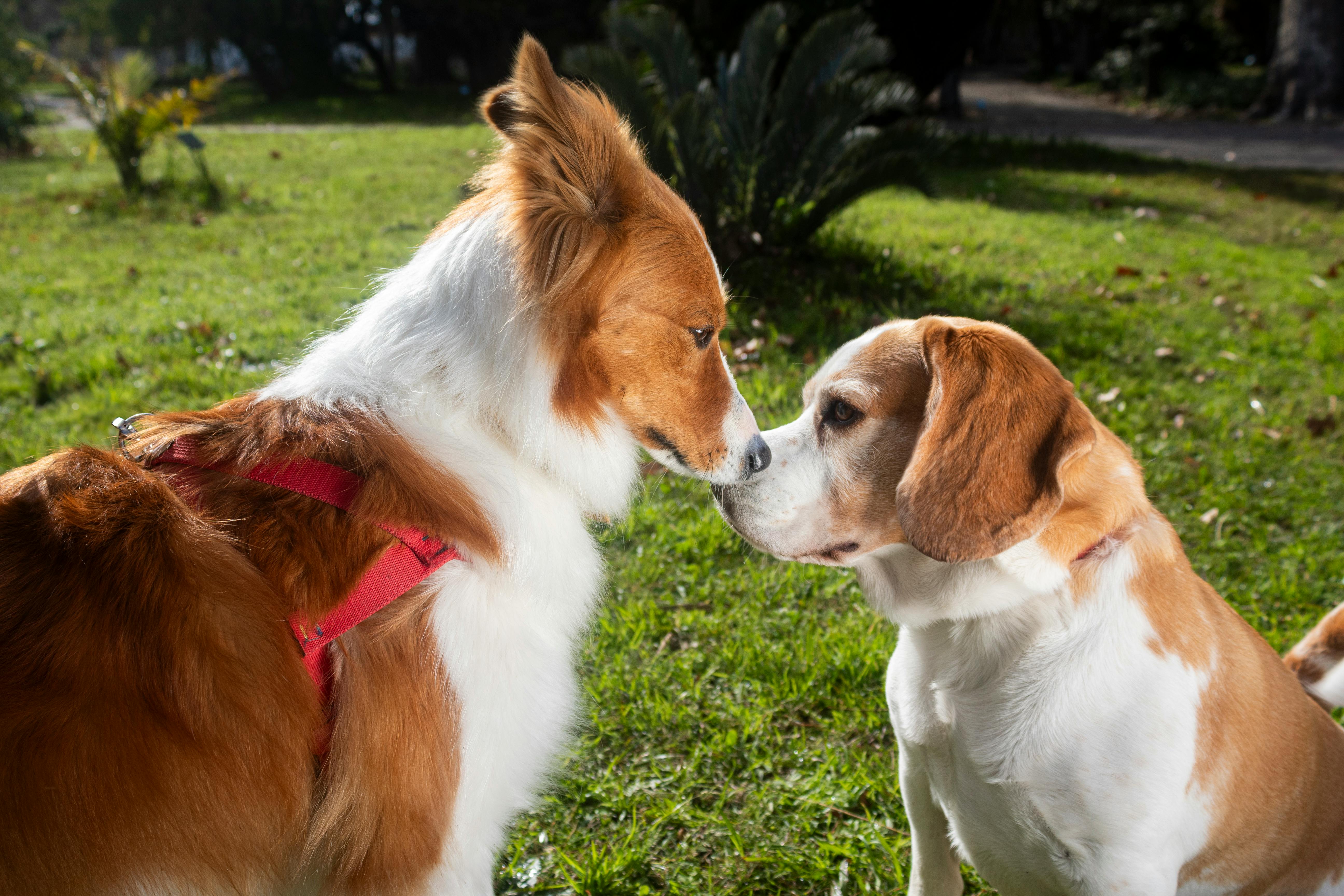 Two dogs greeting each other in a sunny Montevideo park, capturing a playful moment outdoors.