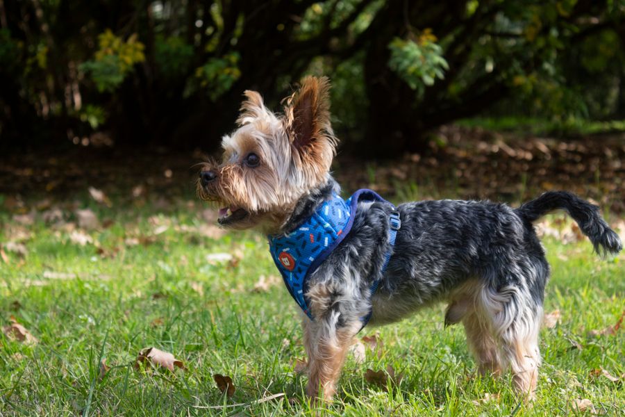 Small dog wearing a no-pull harness exploring a park