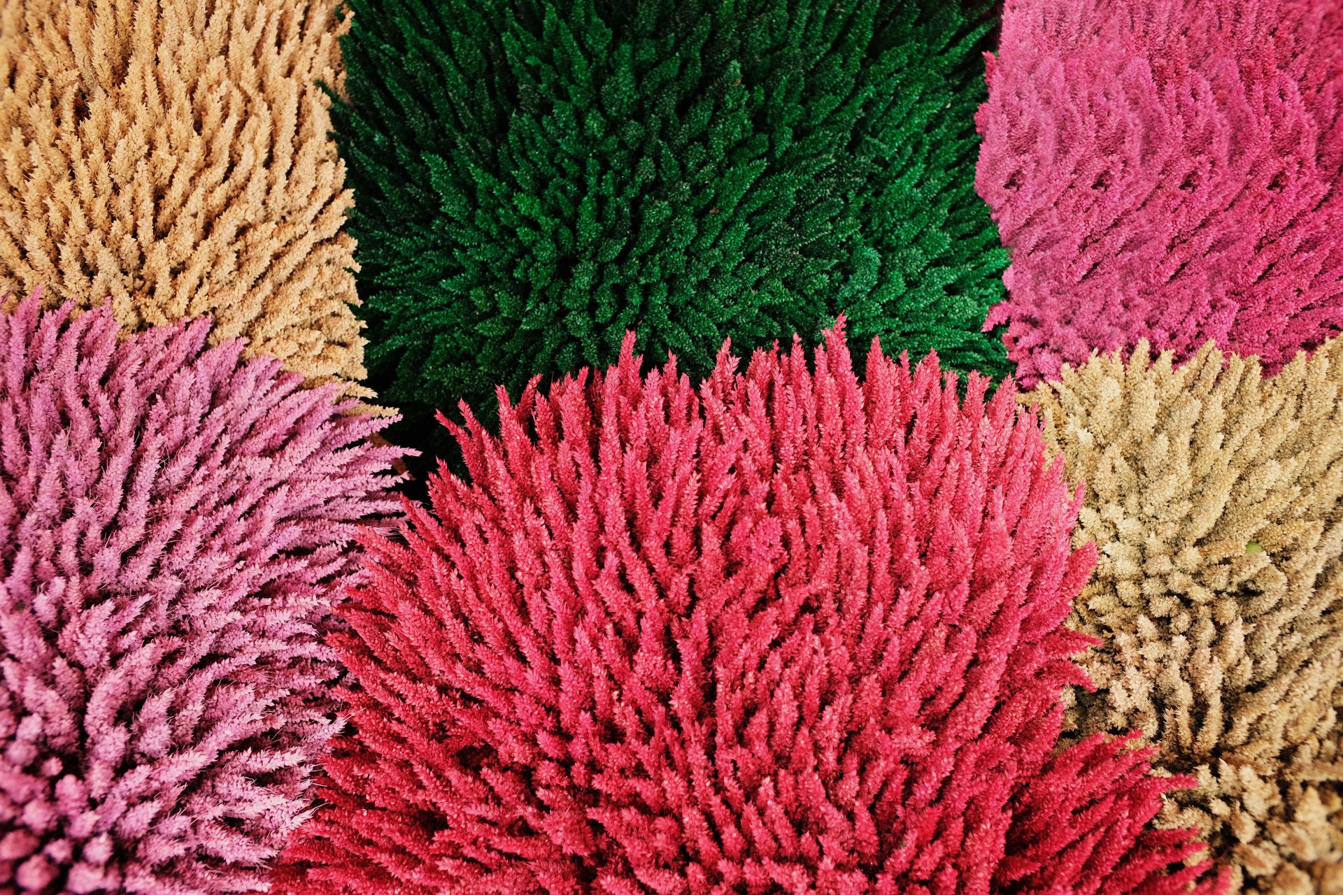 Beautifull colorful Flowers Display