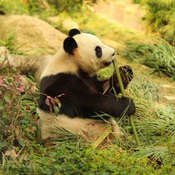 Panda Security