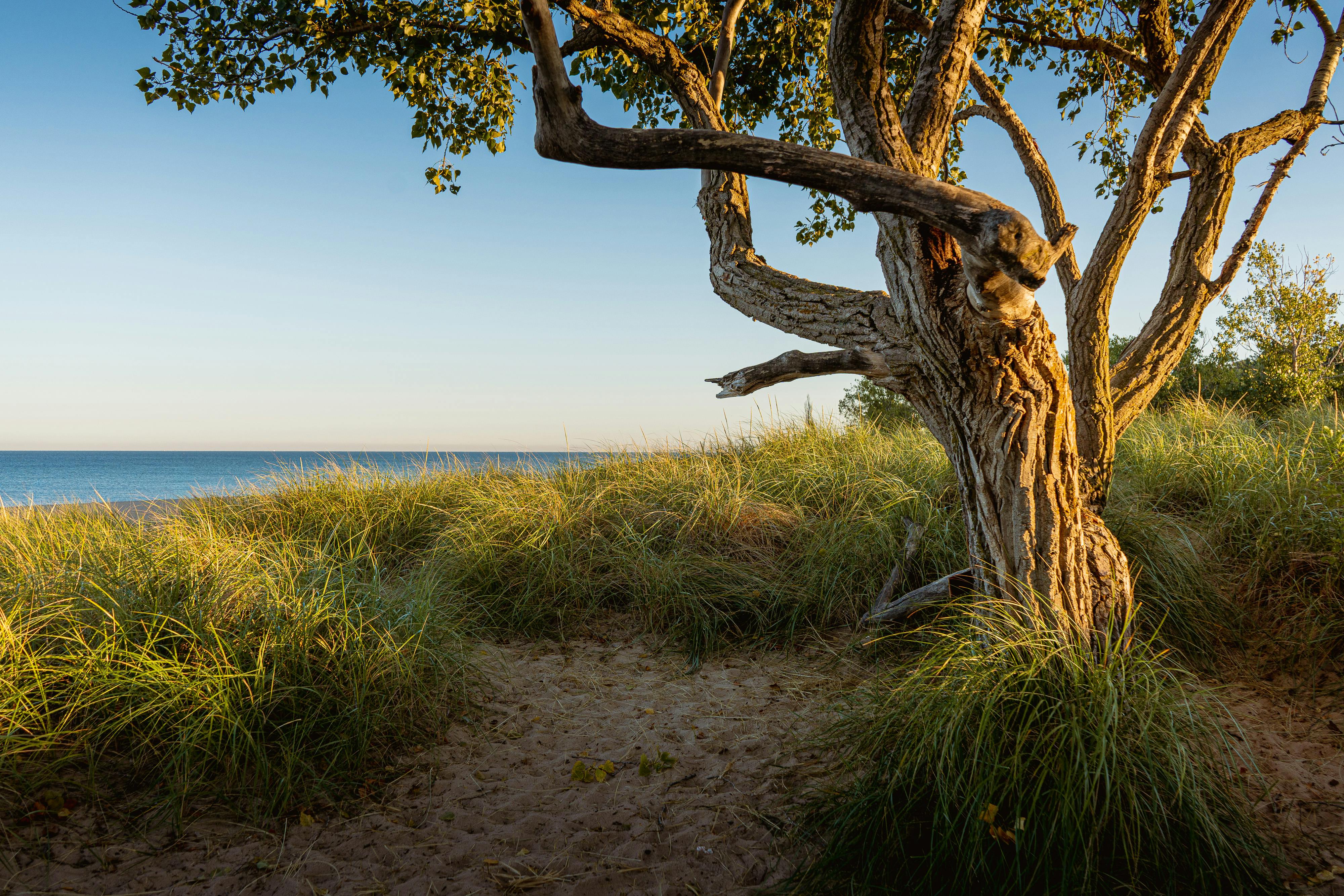Golden hour lighting on a twisted tree by the dunes in Holland, Michigan.