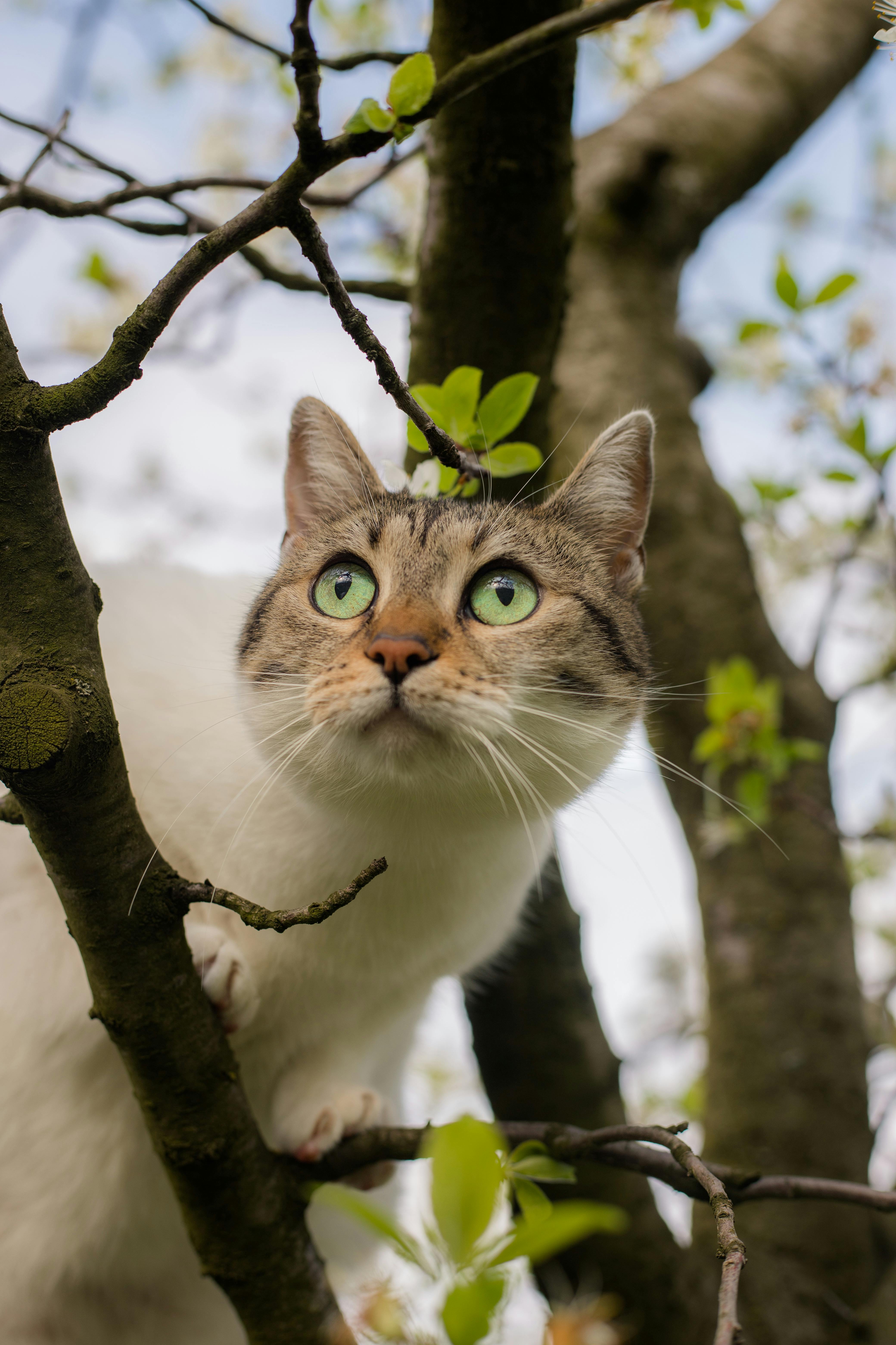 Photogenic cat with green eyes climbing a blossoming tree in spring.