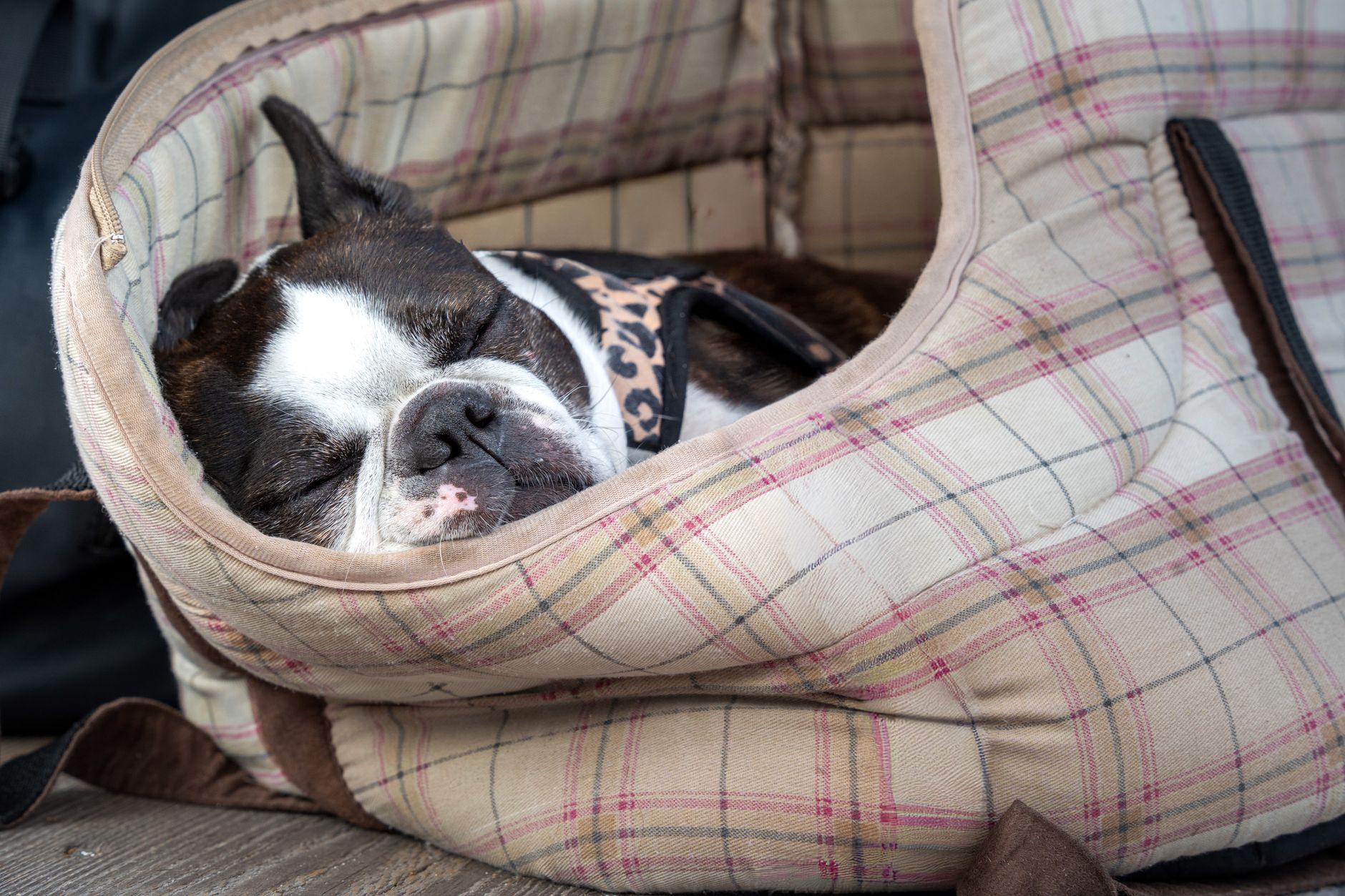Best Dog Poop Bags Under $20 (2026)