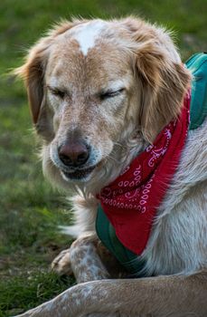 dog photo