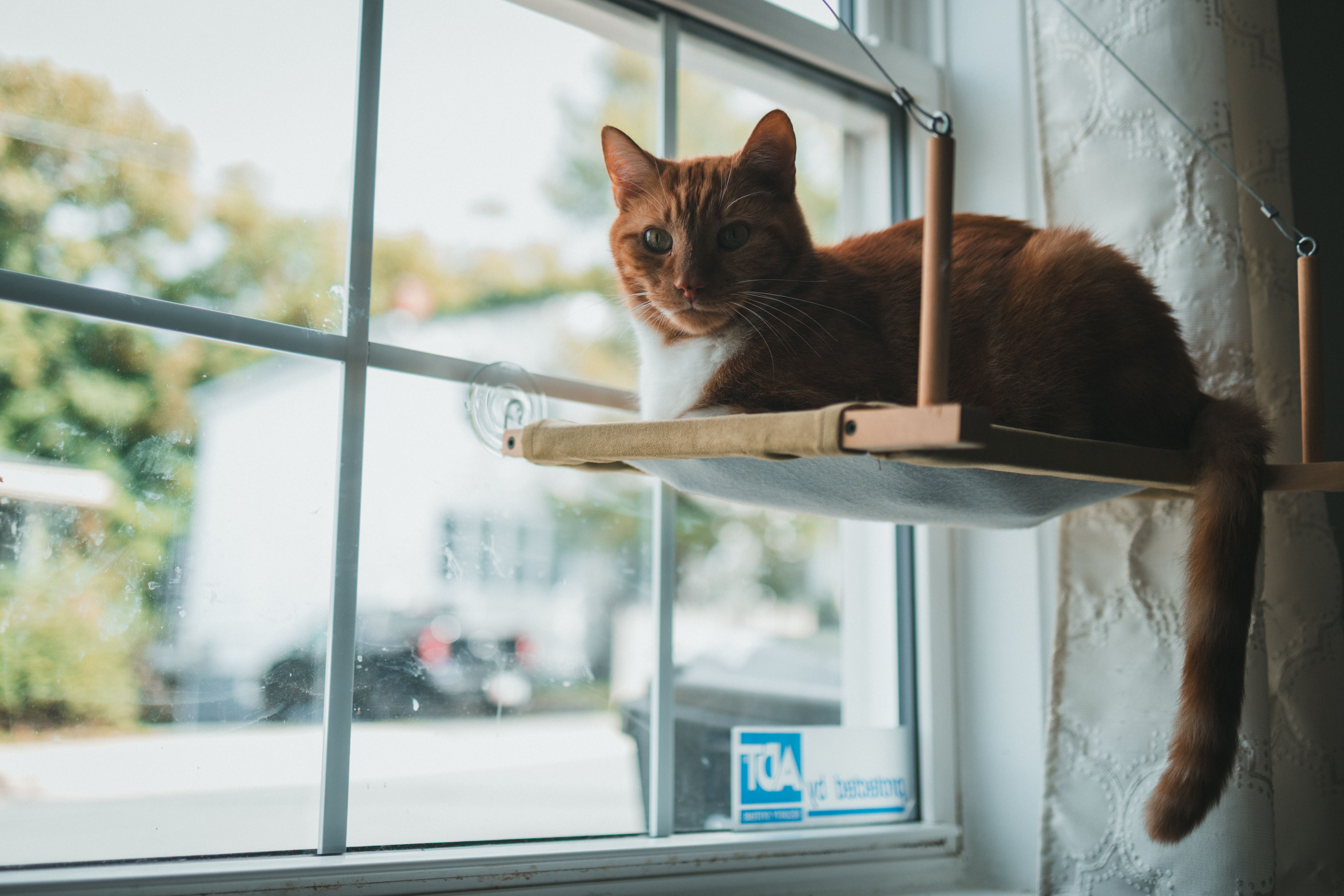 cat window perch suction cup seat view