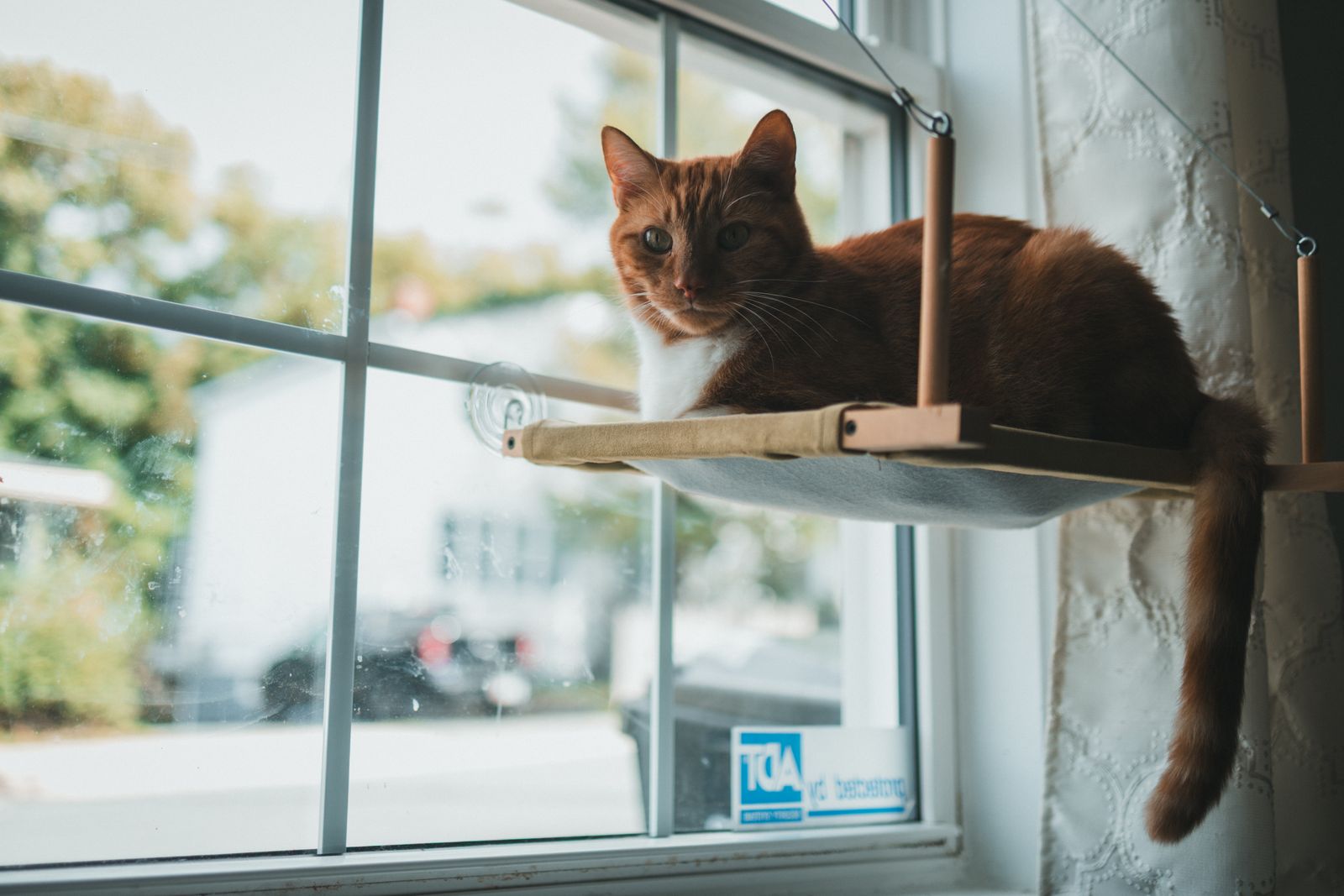 Orange tabby cat resting on an indoor window perch
