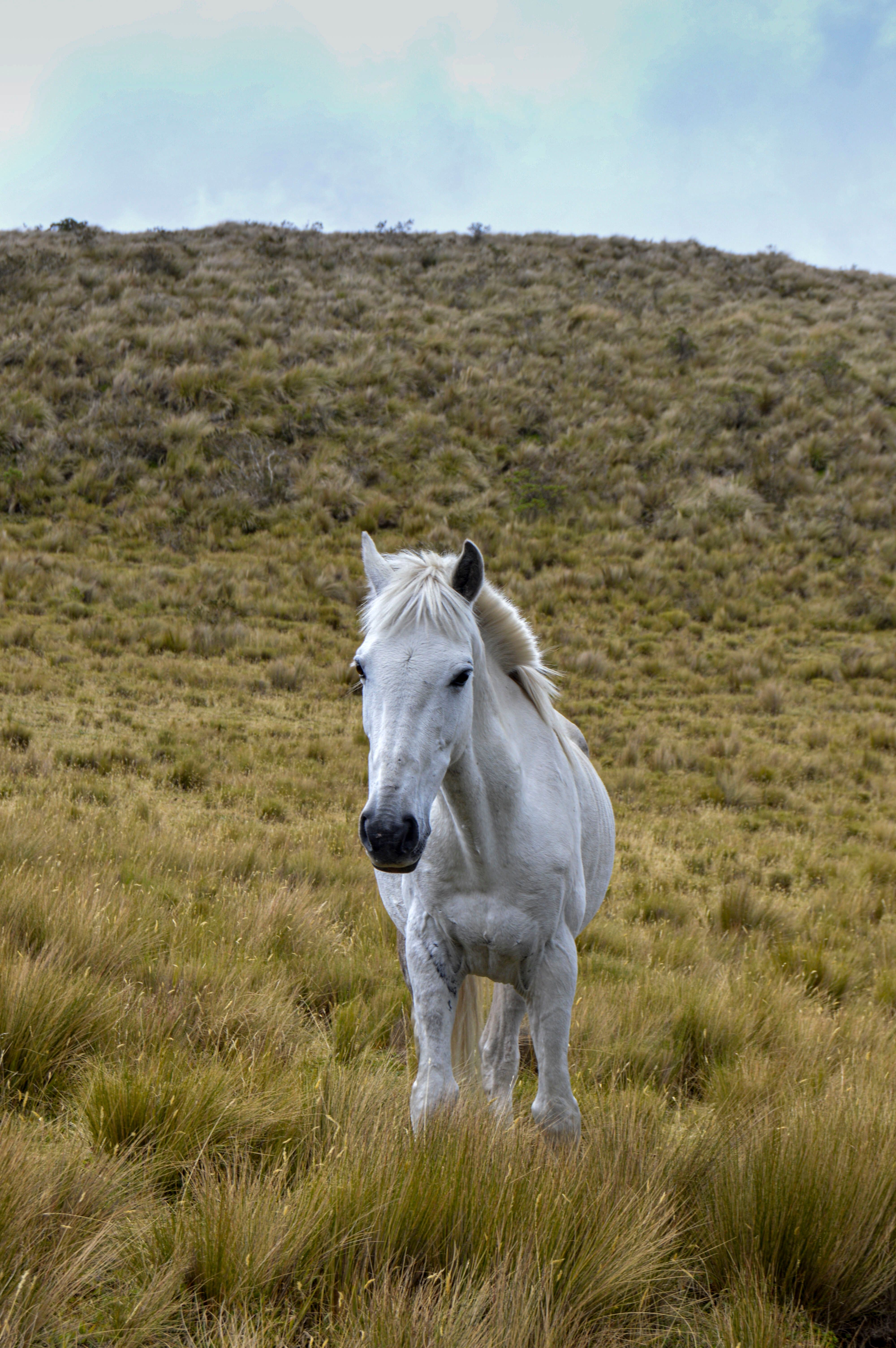 A serene white horse stands gracefully in an open grass field, creating a peaceful scene.
