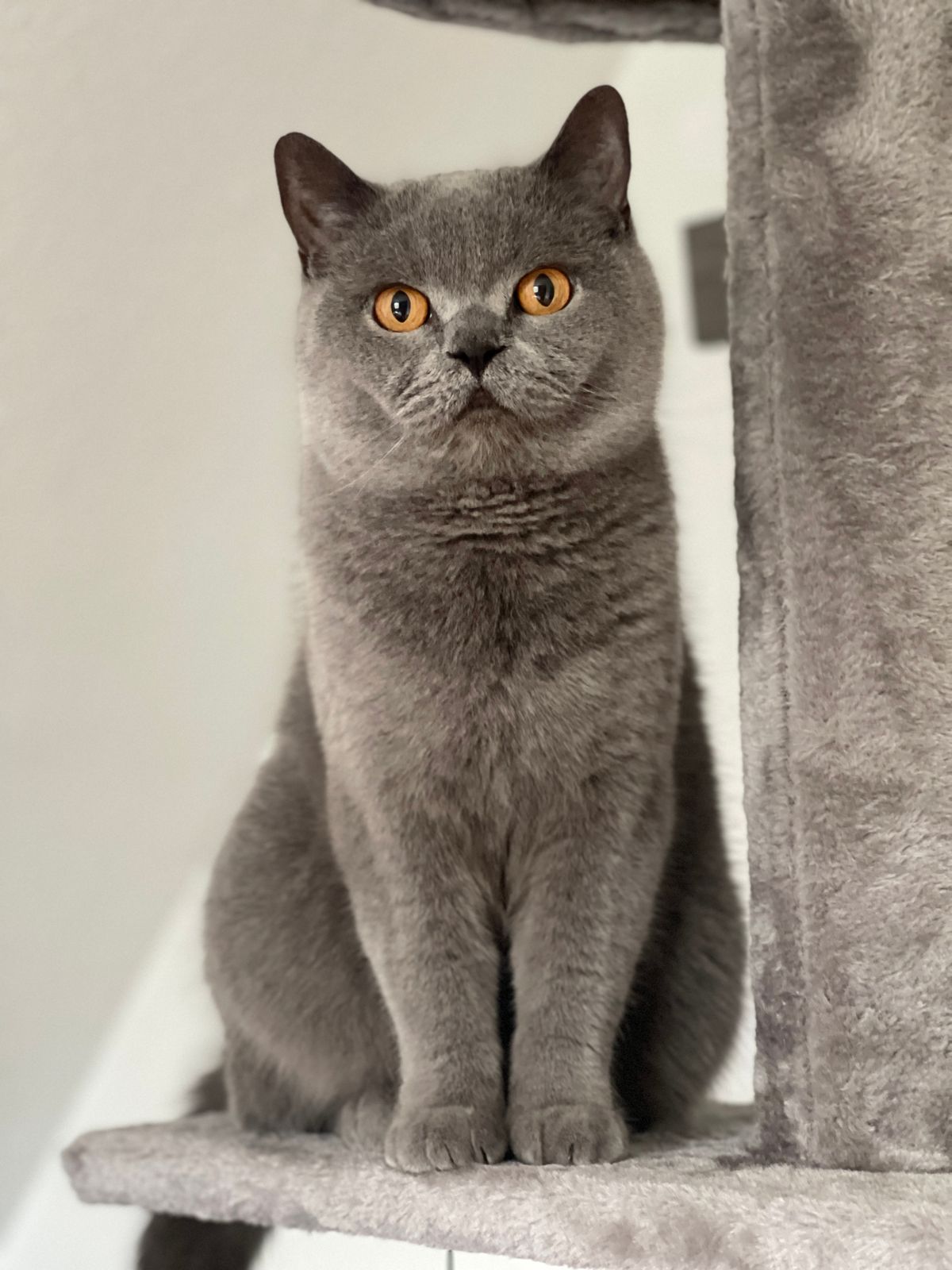Grey British Shorthair cat with amber eyes sitting on a cat tree — large cobby breed with dense plush coat