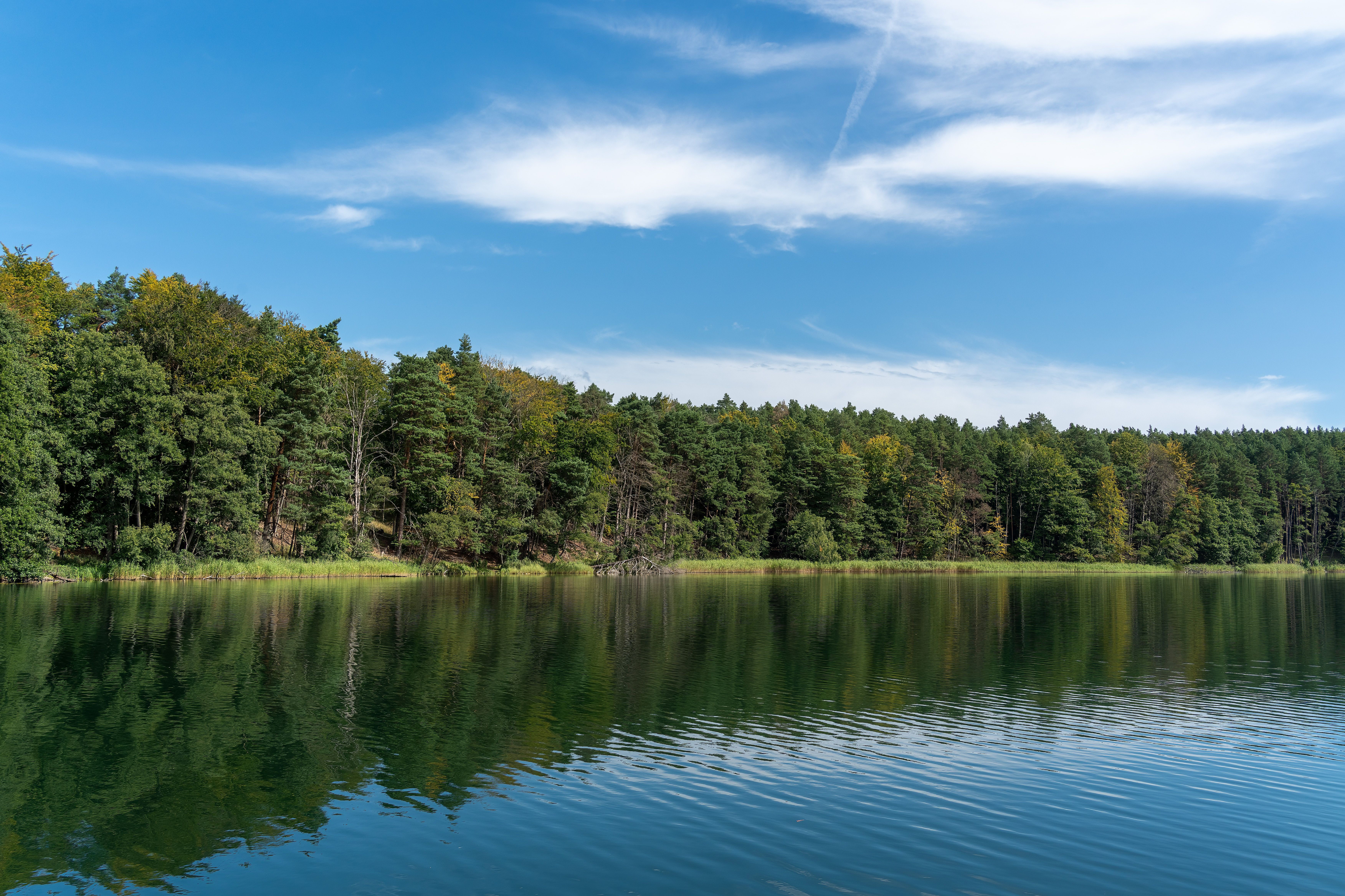 Serene Lakeside Forest with Reflective Water · Free Stock Photo