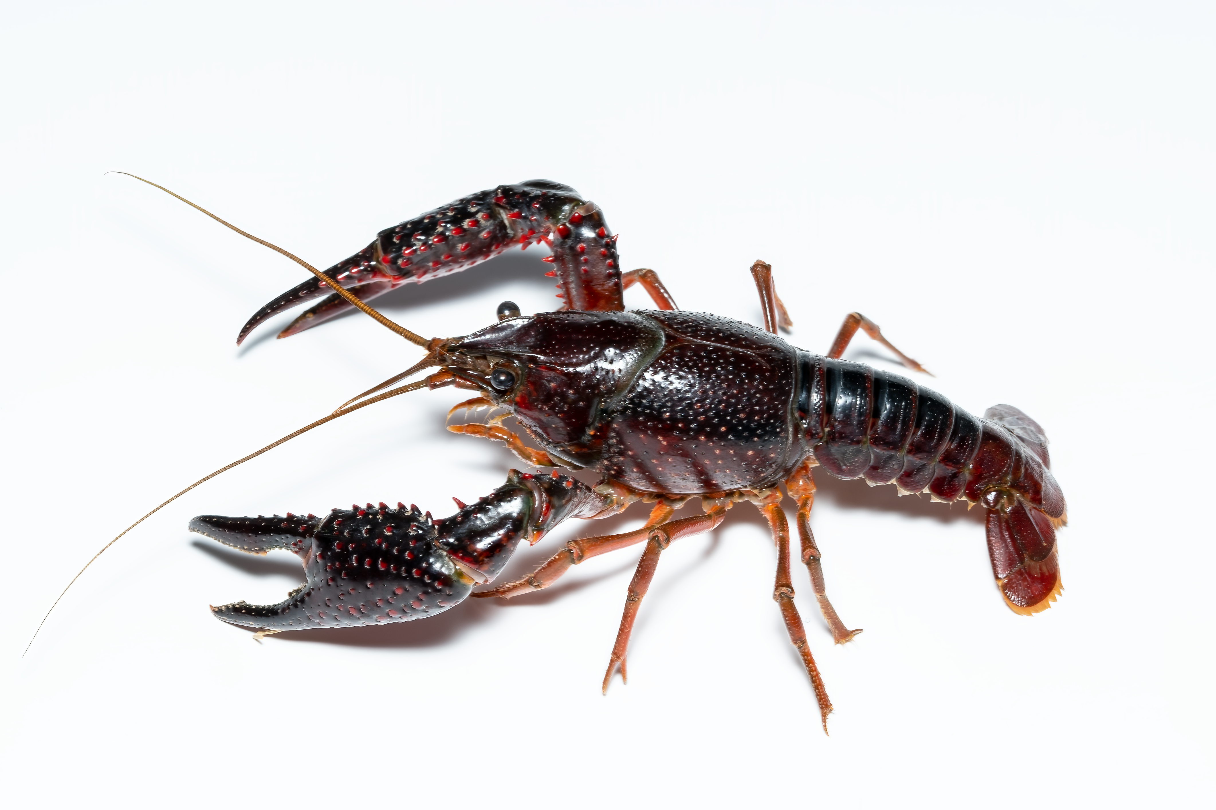 Detailed image of a red swamp crayfish (Procambarus clarkii) isolated on a white background.