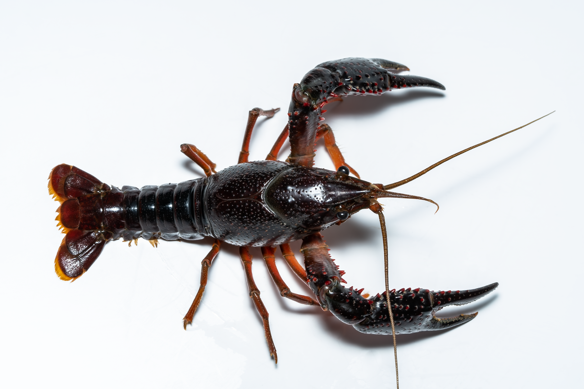 Detailed photo of a freshwater crayfish on a white background, showcasing its vibrant color and texture.