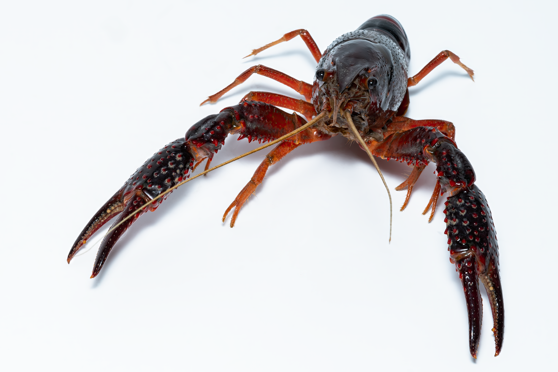 Detailed close-up of a freshwater crayfish on a white background.