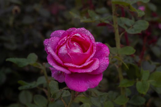 A vibrant pink rose with dew droplets, captured in a lush garden setting.