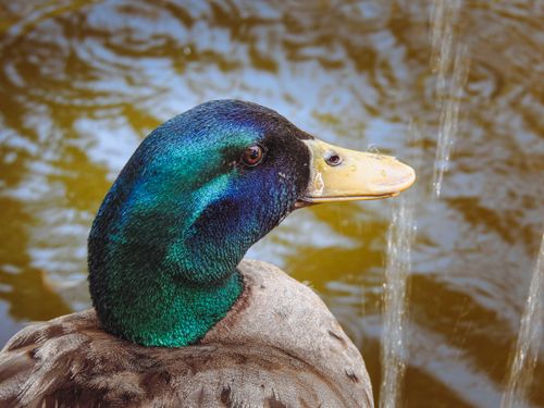 Free Close-up of a colorful male mallard duck by water, showcasing its vibrant plumage and natural habitat. Stock Photo